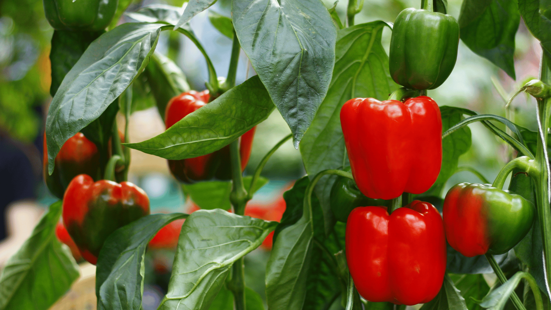 Bell pepper garden Bell pepper garden
