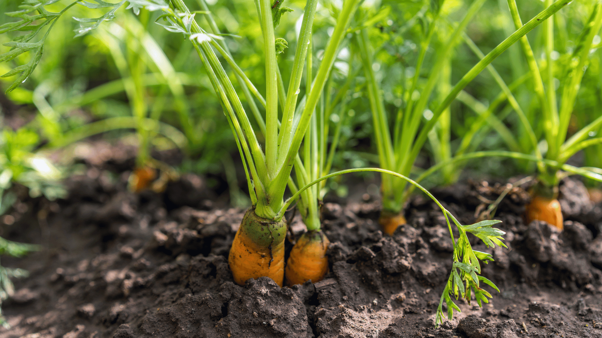 Carrot garden Carrot garden