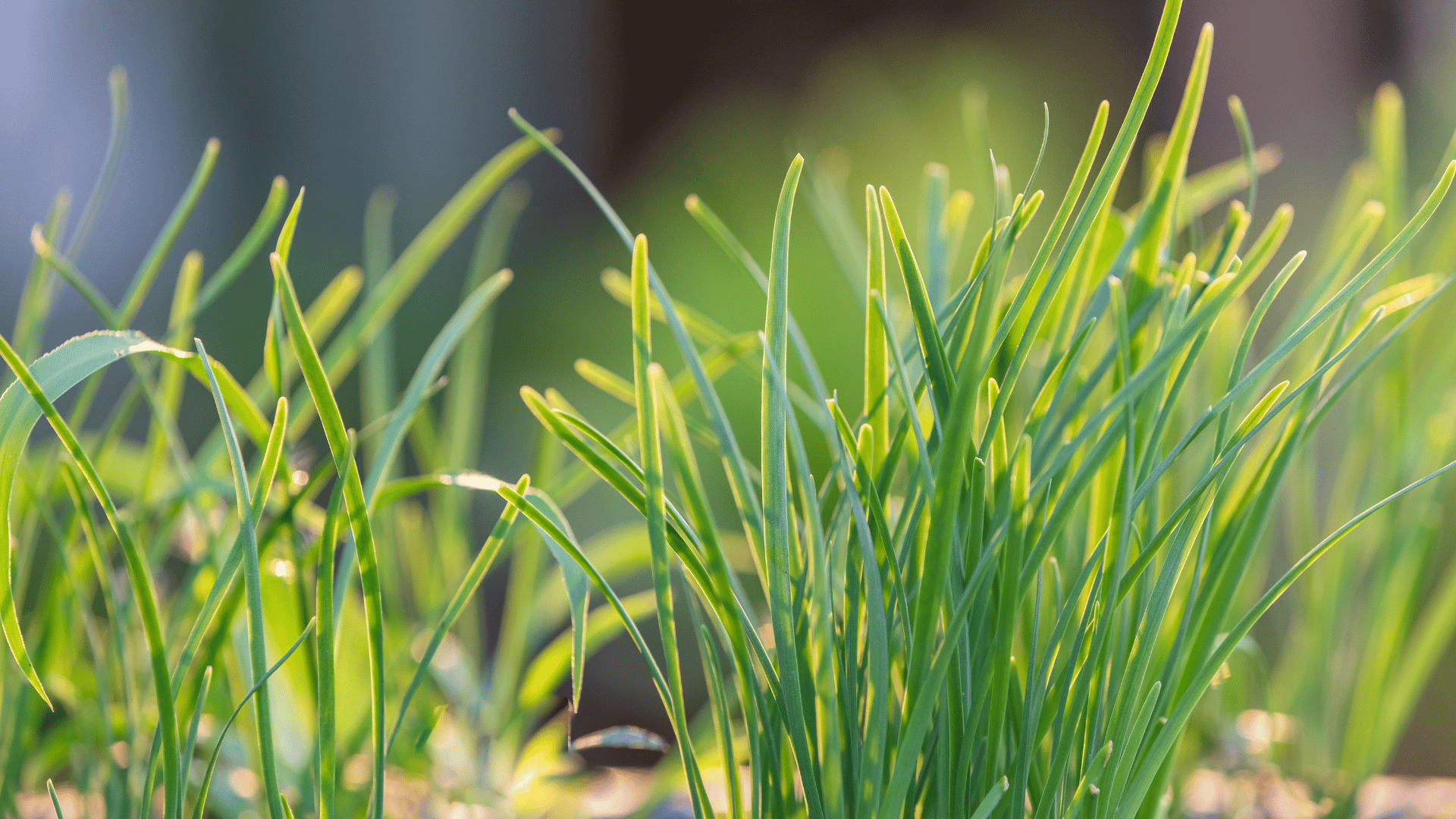 Chives in an herb garden Chives in an herb garden
