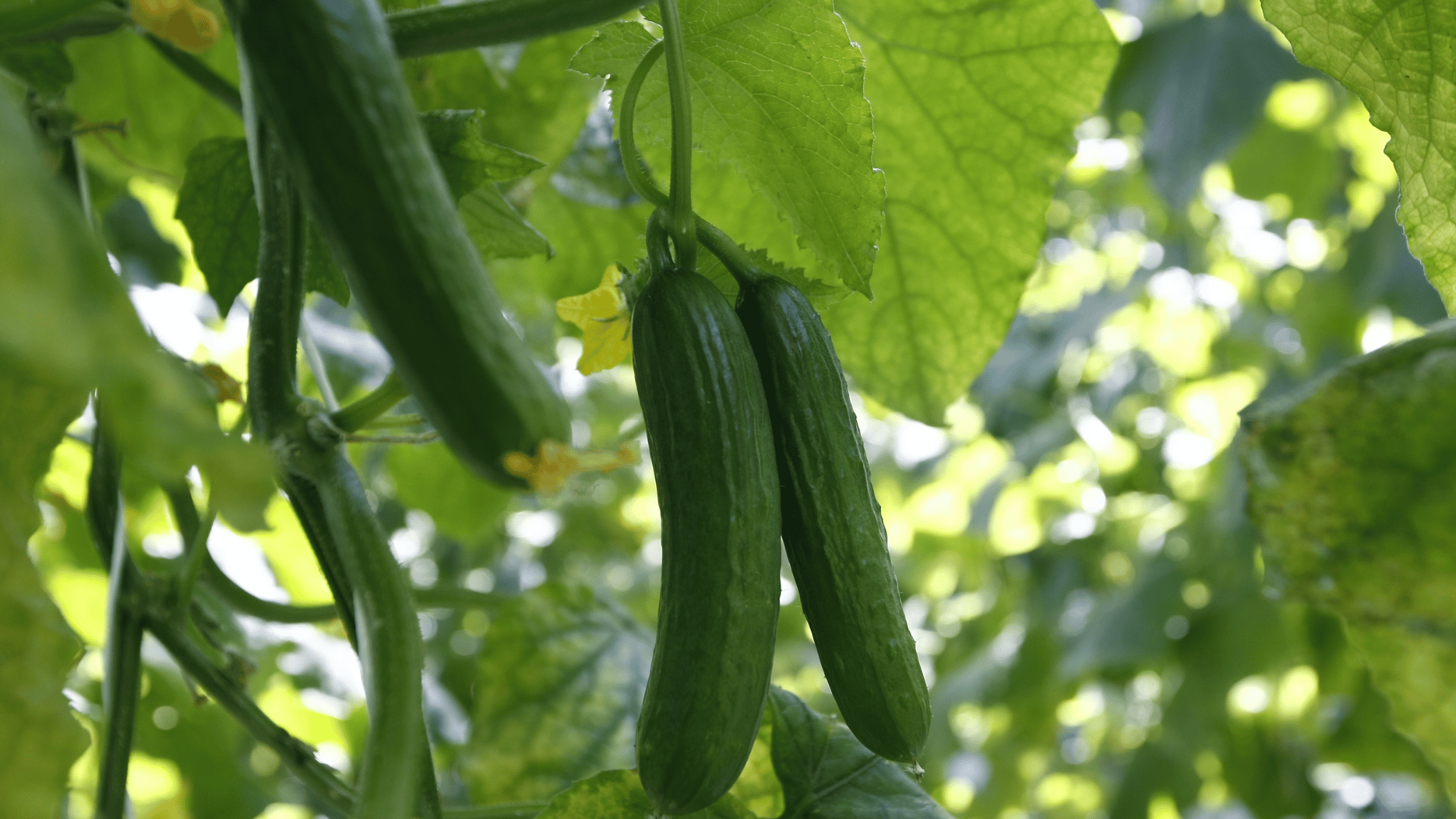 Cucumber garden Cucumber garden