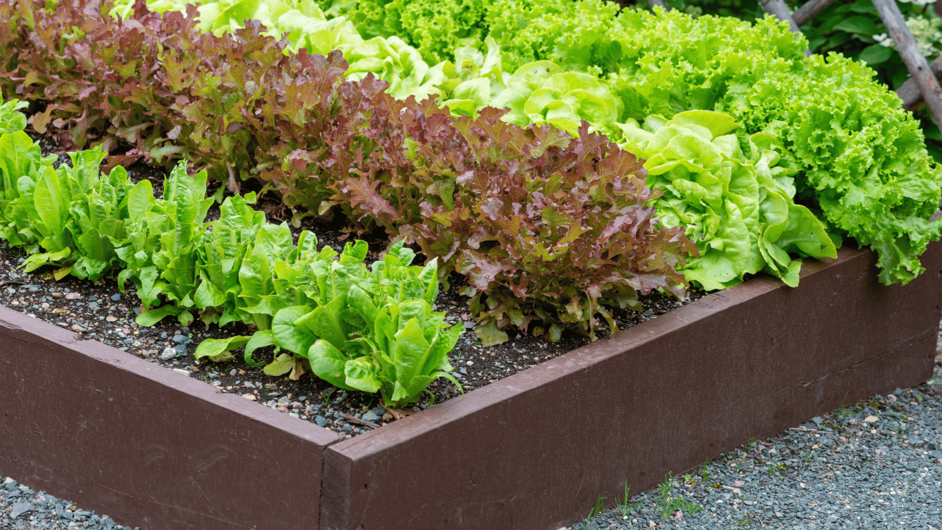 Lettuce garden Lettuce garden