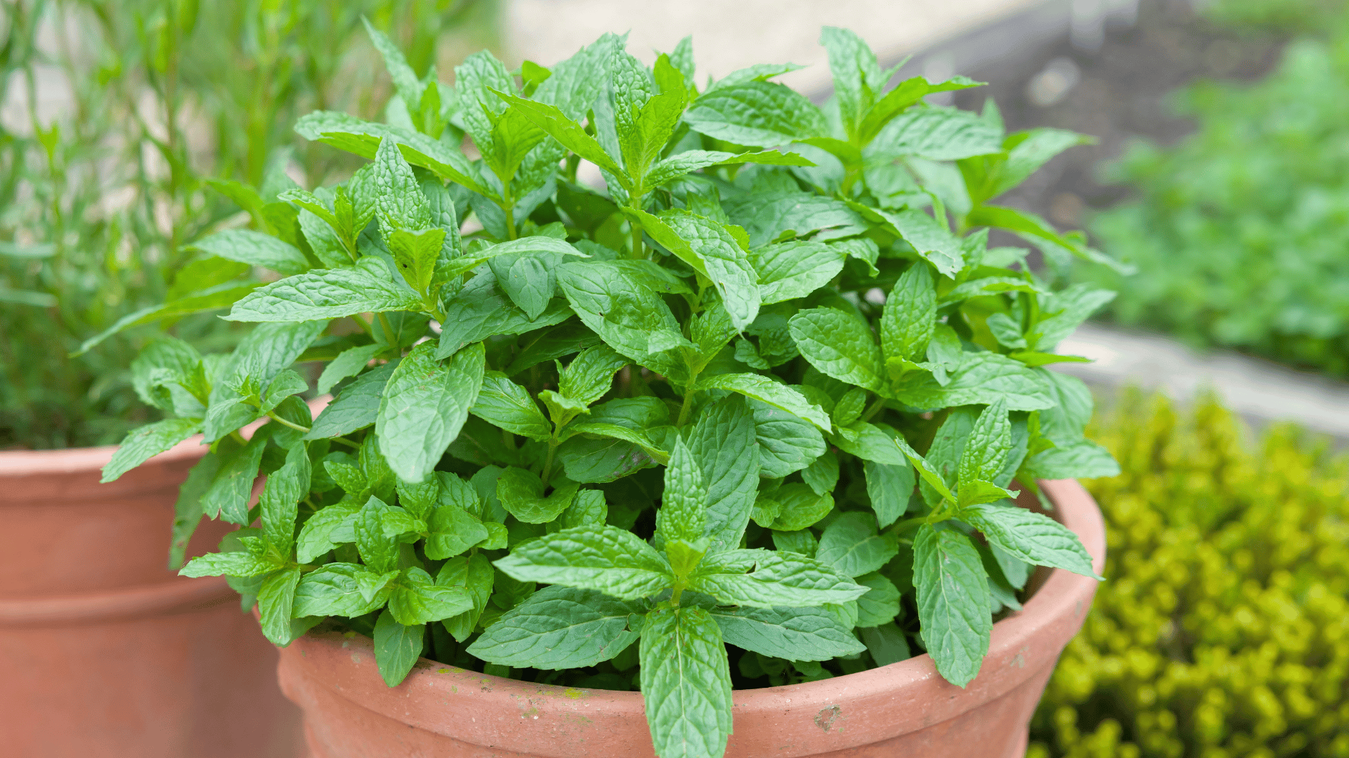 Mint Mint