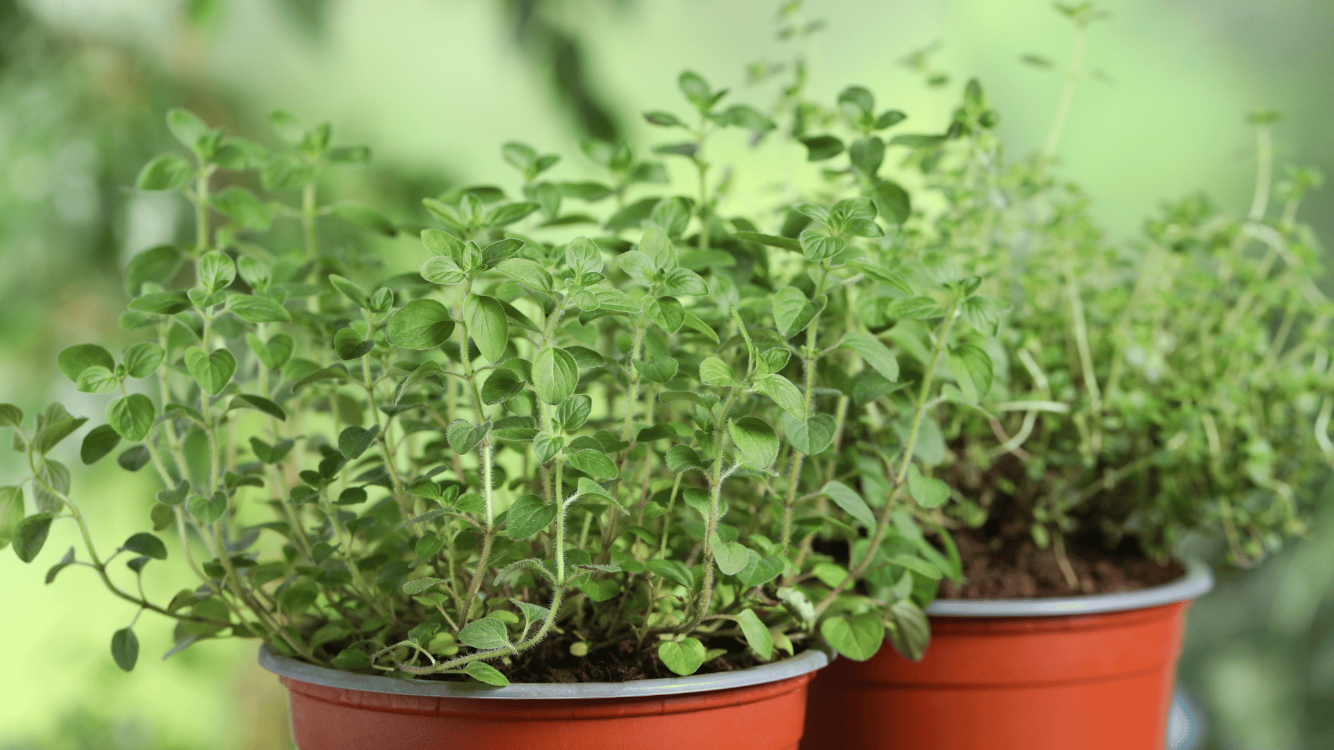 Oregano Oregano