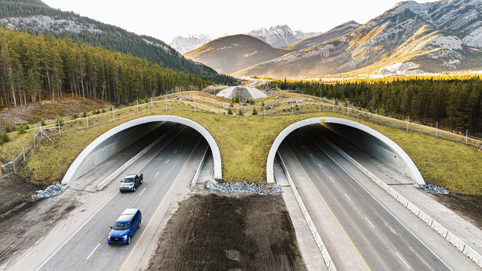 wildlife overpass 1