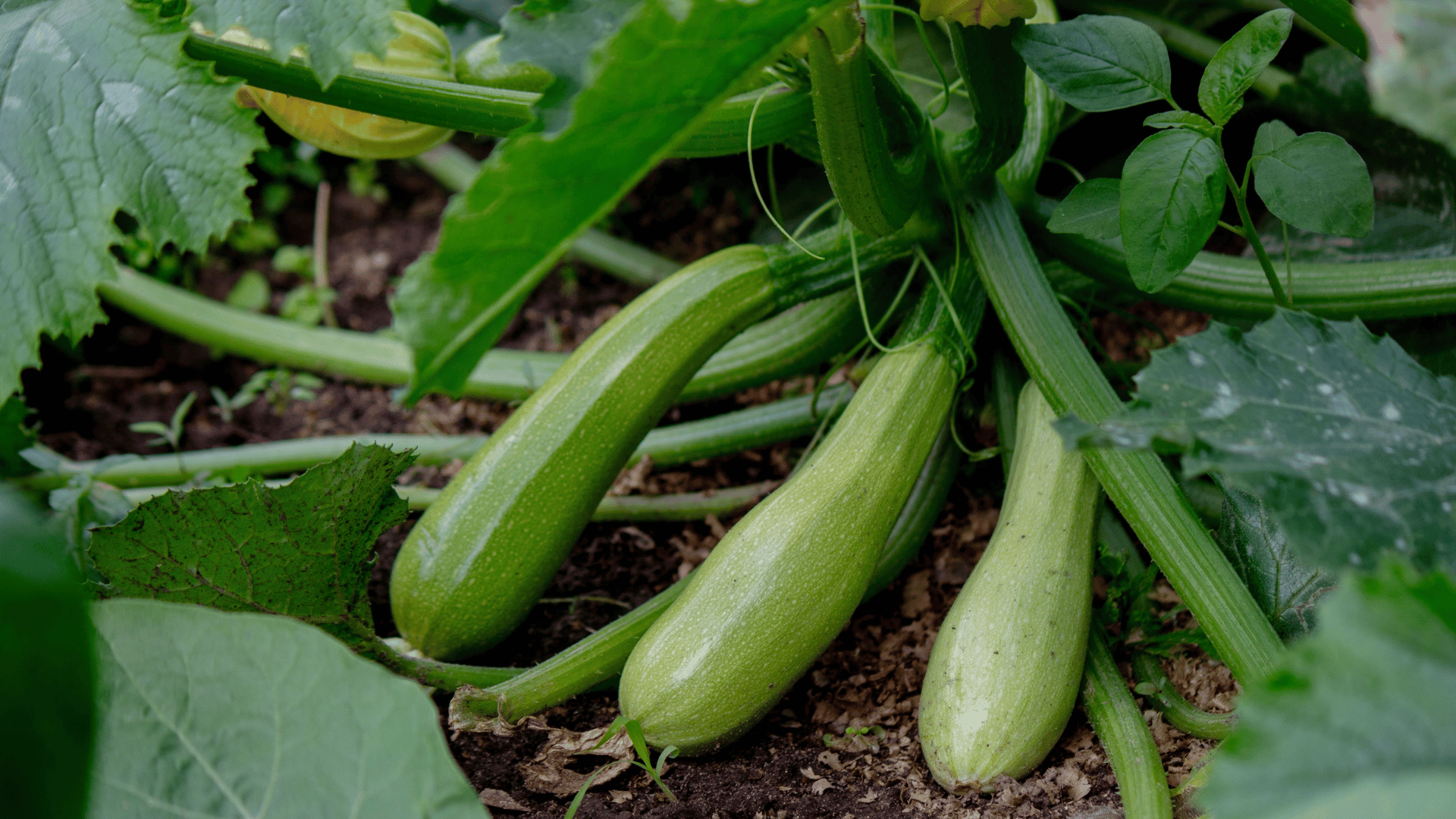 Zucchini Zucchini
