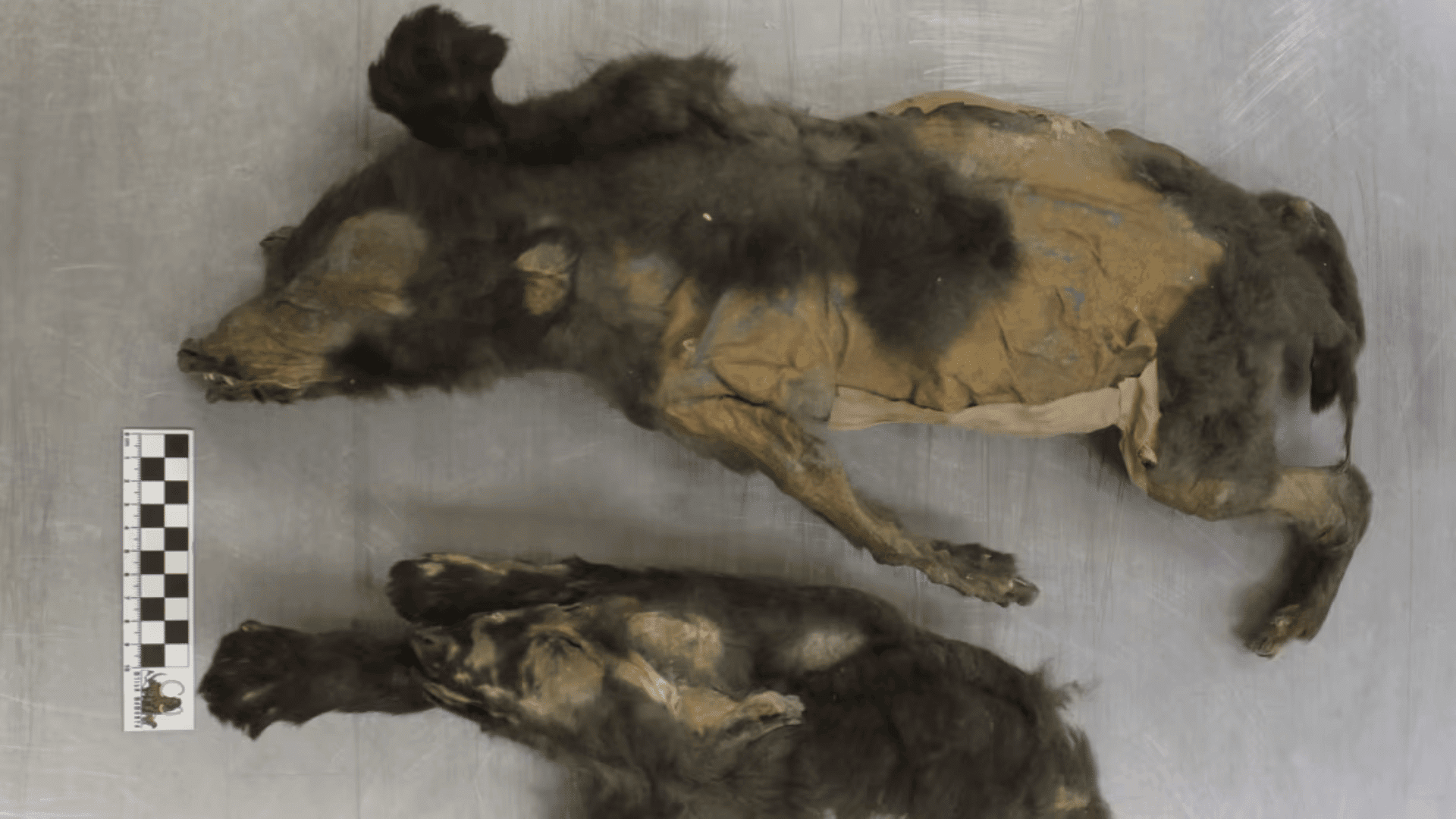 14,000-year-old wolf cubs; Photo: Sergey Fedorov, North-Eastern Federal University