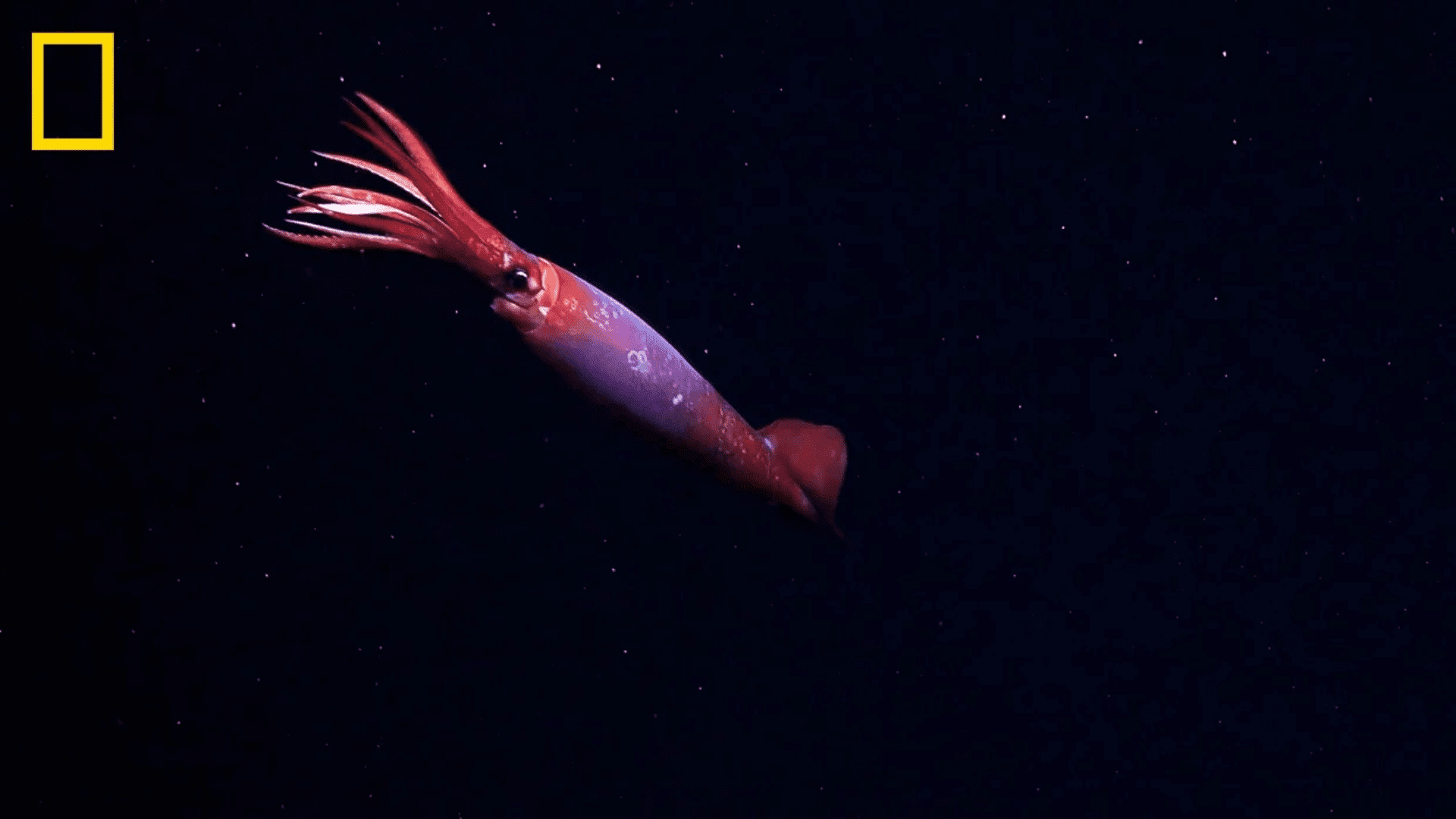 Antarctic gonatus squid; Photo: National Geographic
