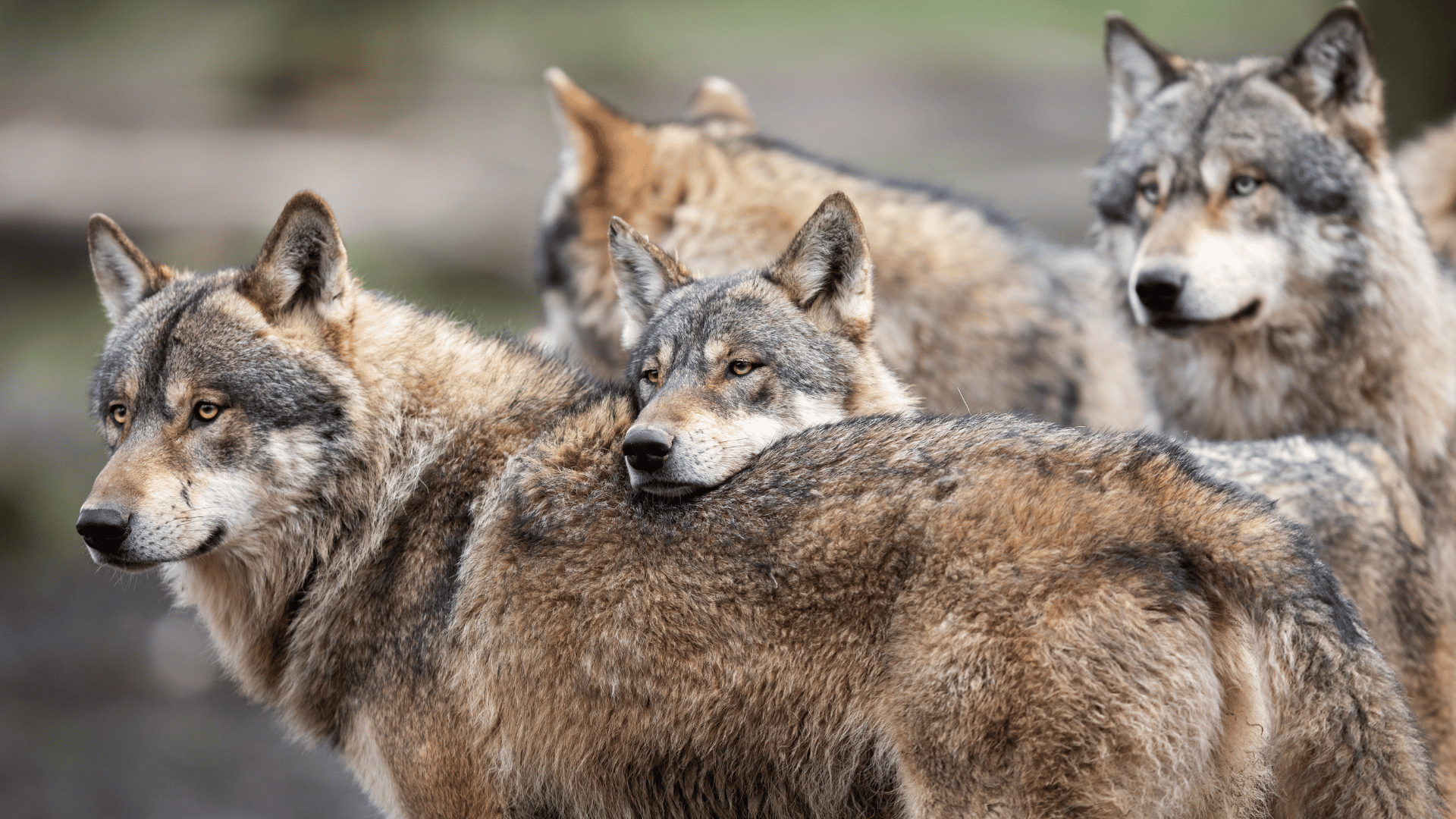 Grey Wolves; Photo: AB Photographie:Shutterstock