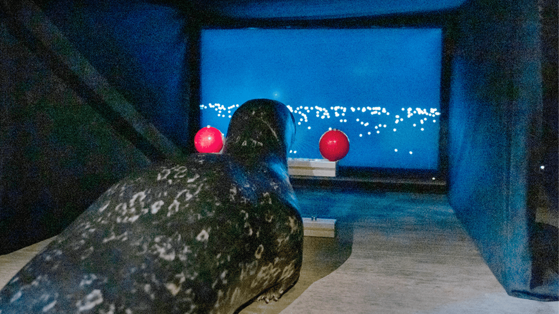 Harbor seal uses computer simulation; Photo: Universitätsmedizin Rostock.