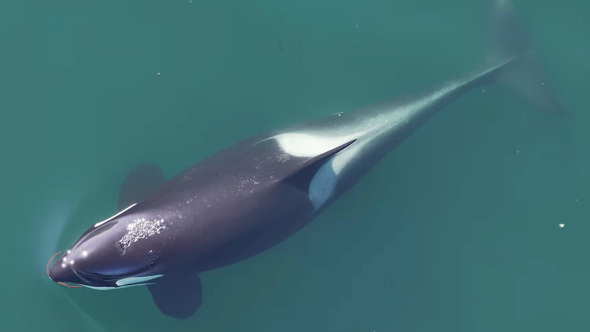 Killer whale holds a piece of kelp; Photo: Center for Whale Research