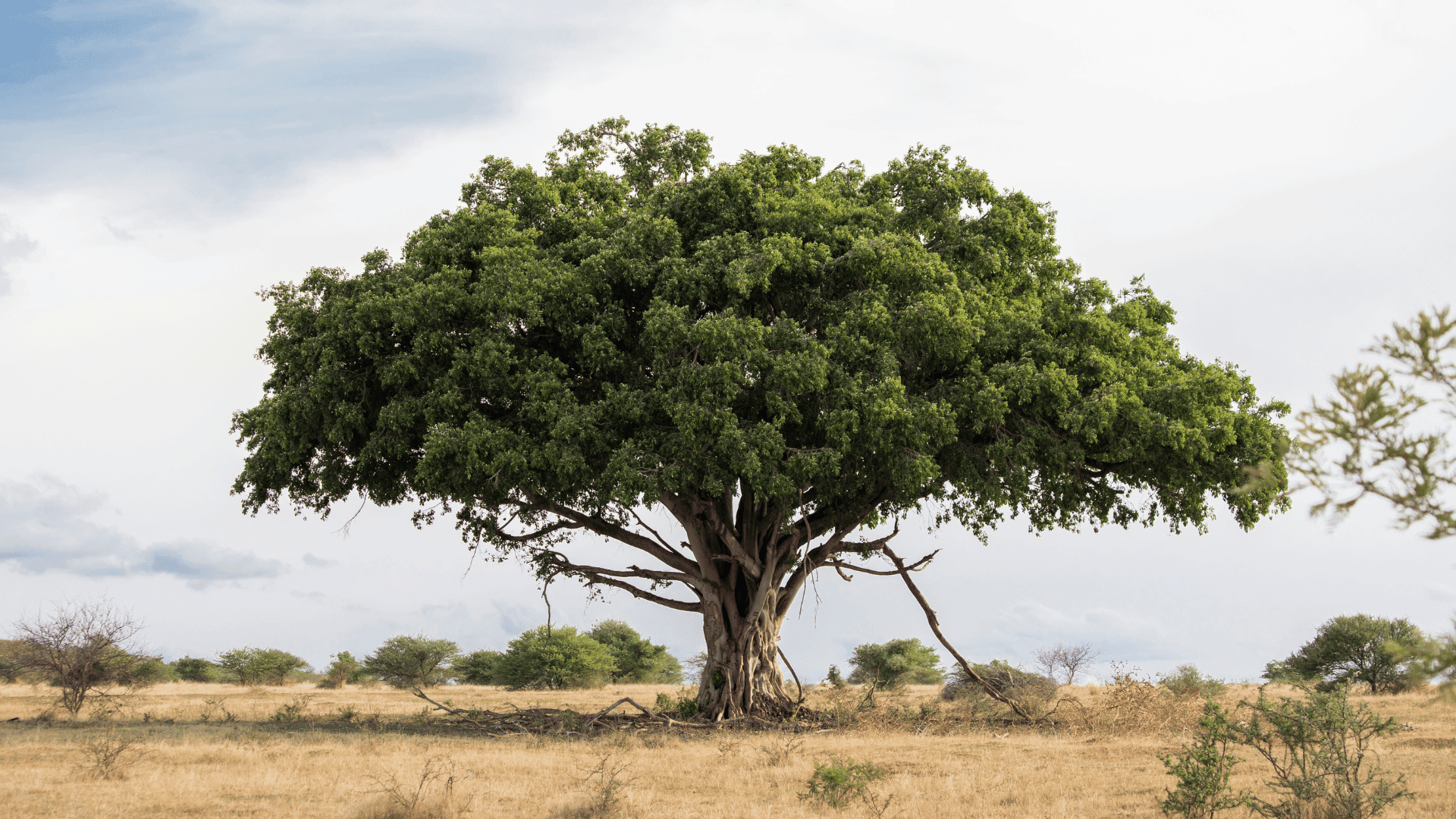 Fig tree in Africa; Photo: Madelein Wolfaardt:Shutterstock