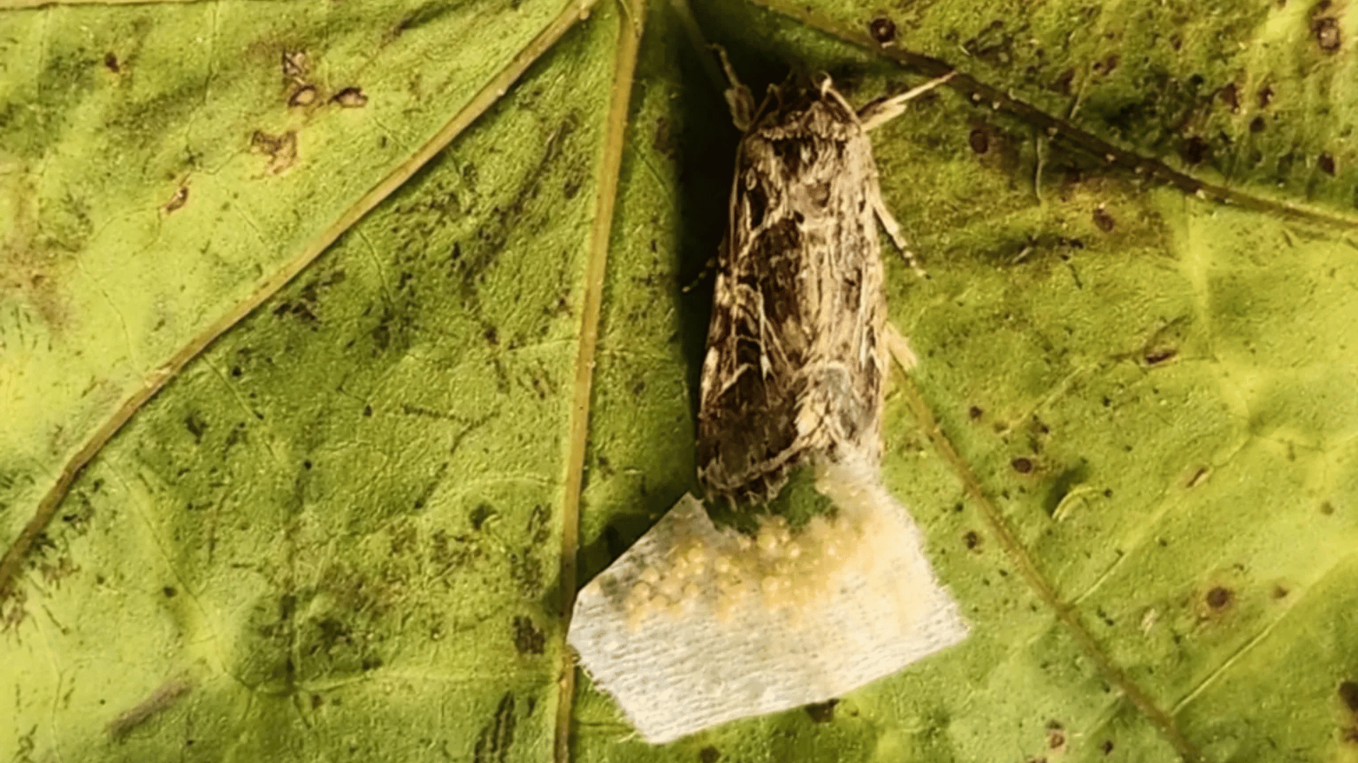 Moths laid eggs on plants based on the sounds they made, which indicated their health; Photo: TAU