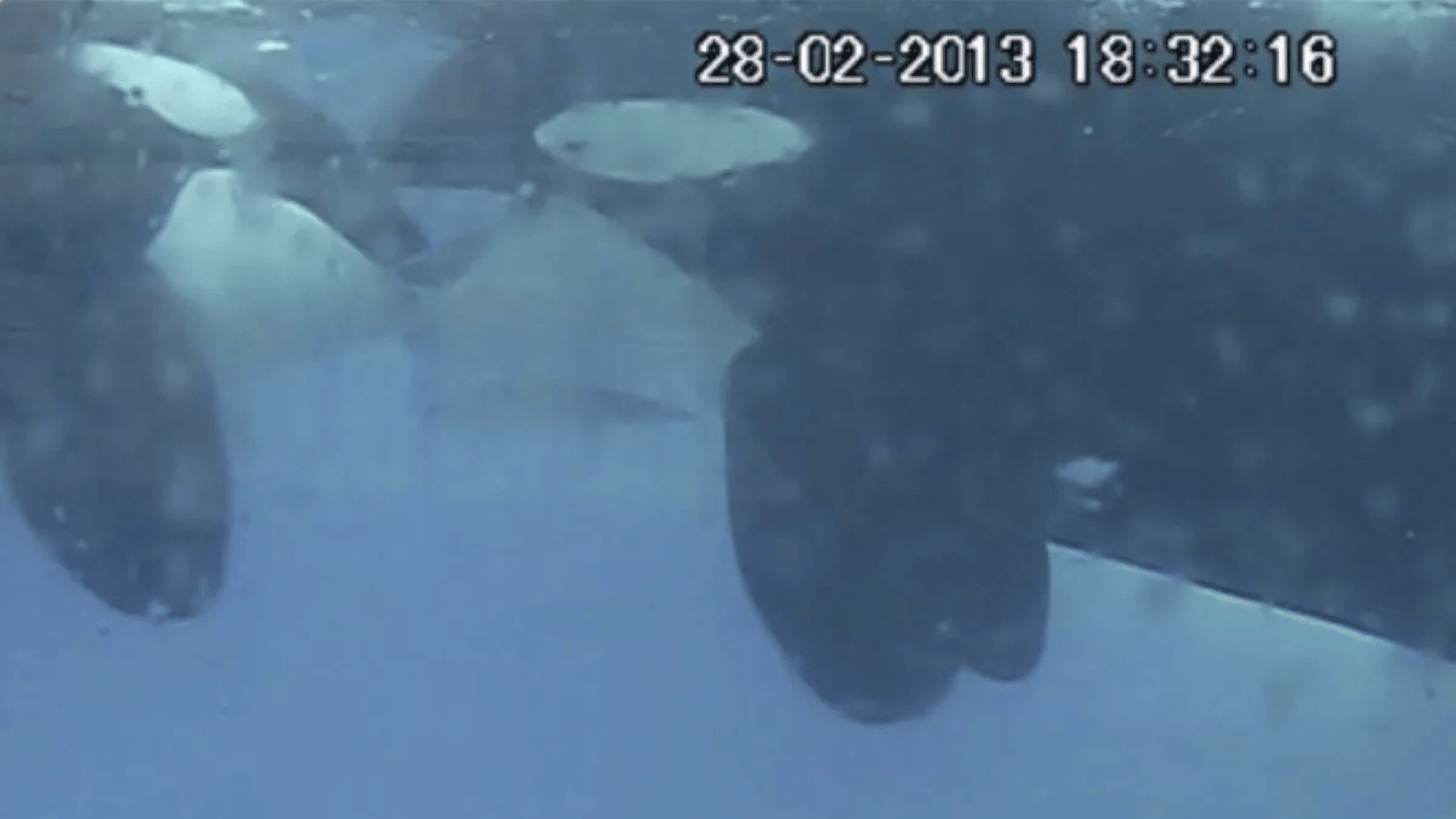 Orcas 'kissing' in the wild; Photo: Almunia et al:Oceans 2025