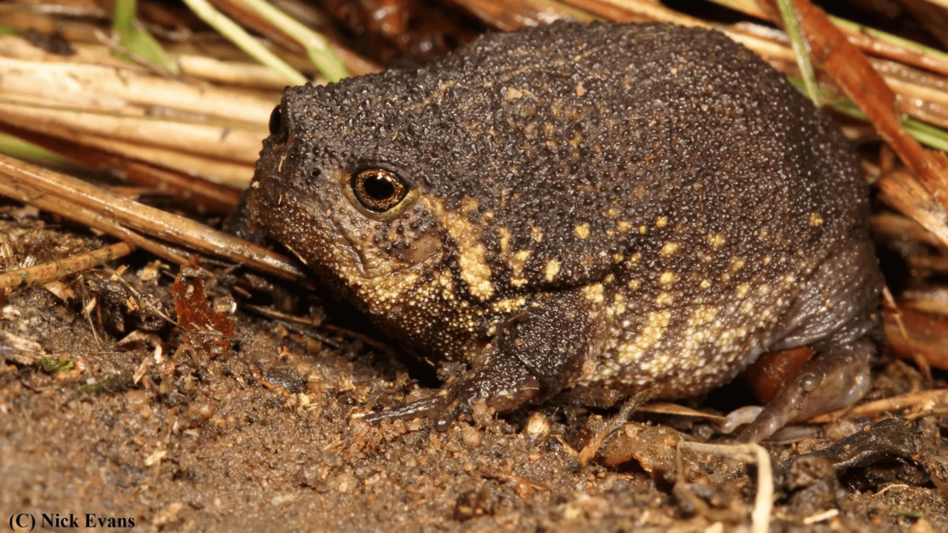 South African rain frog; Photo: Nick Evans, courtesy of Professor Louis du Preez