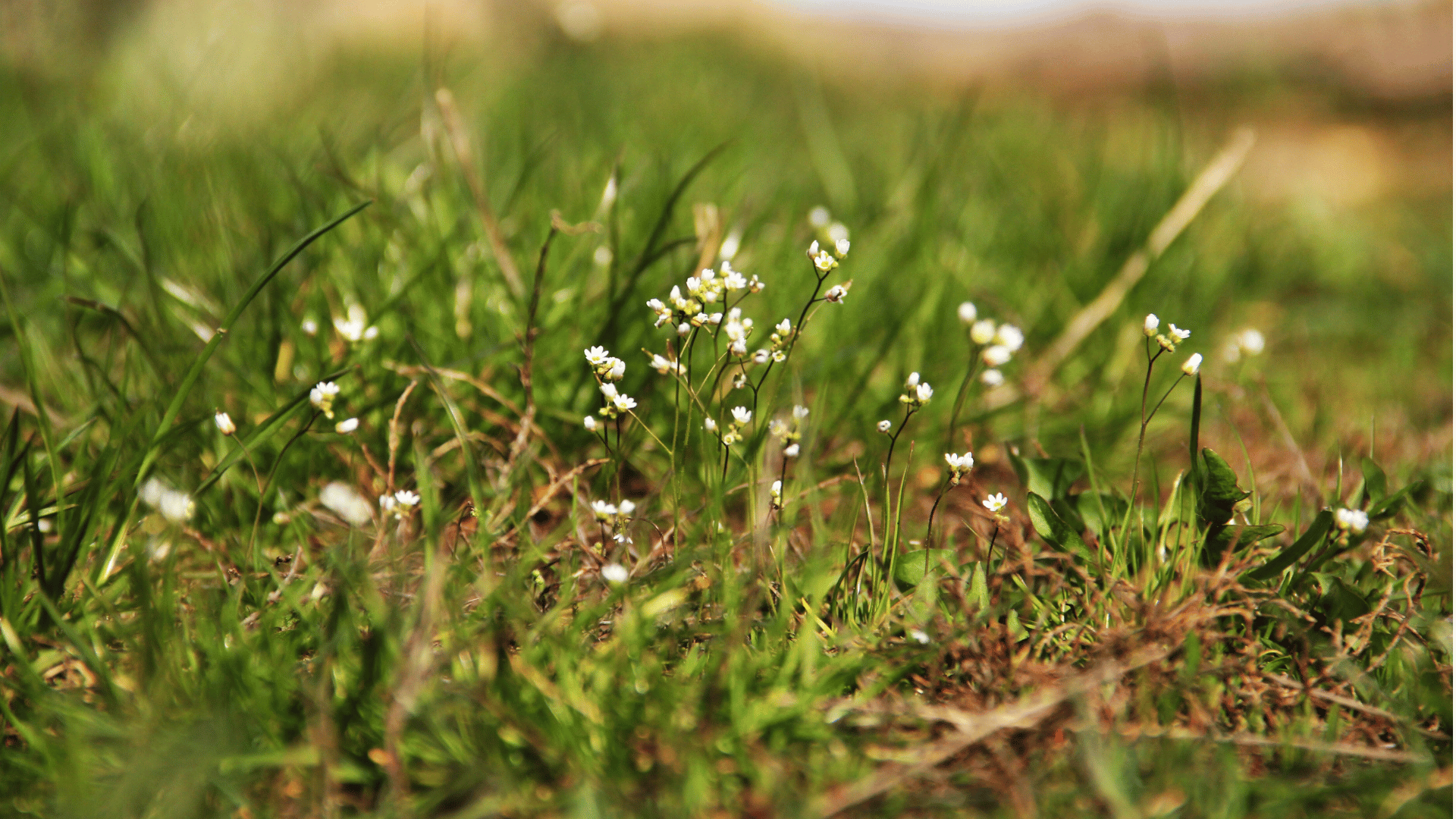 Thale Cress