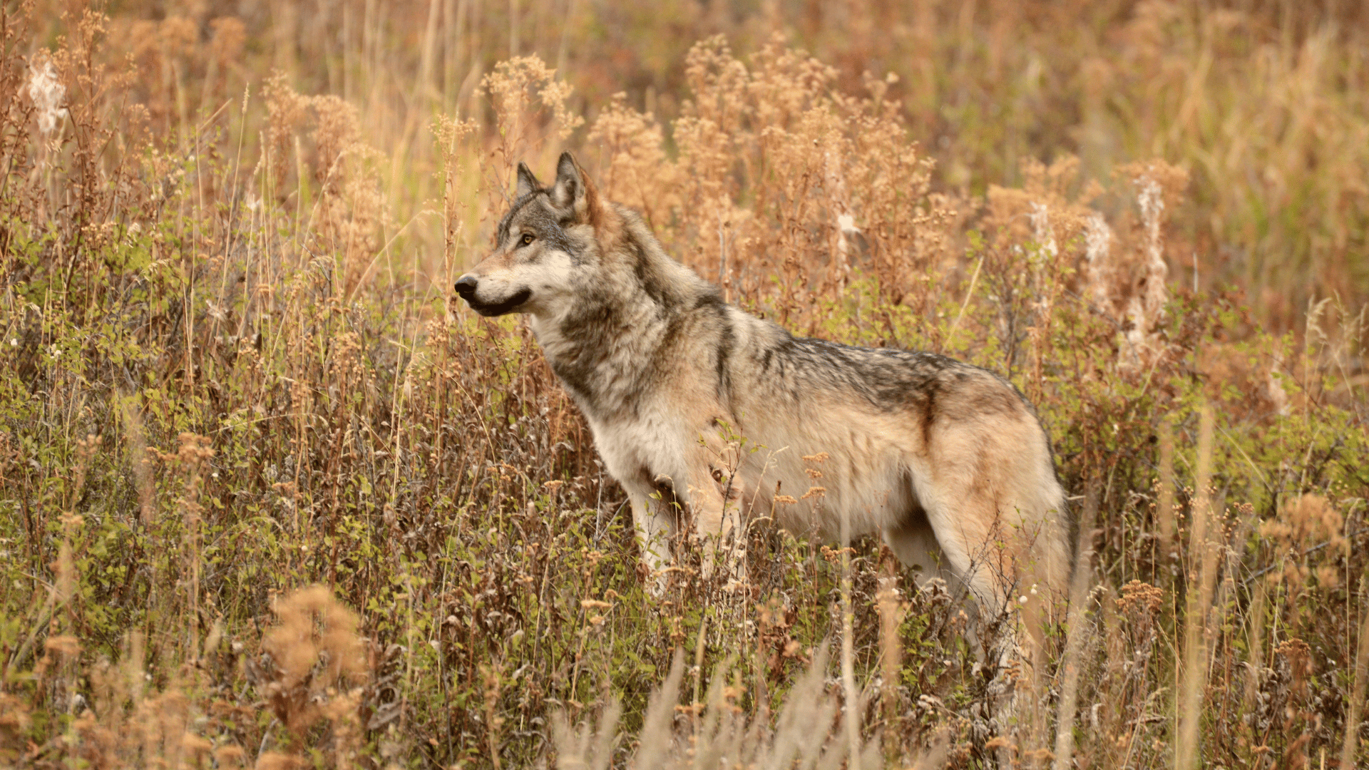 Yellowstone wolves; Photo: Luciana Tancredo:Shutterstock