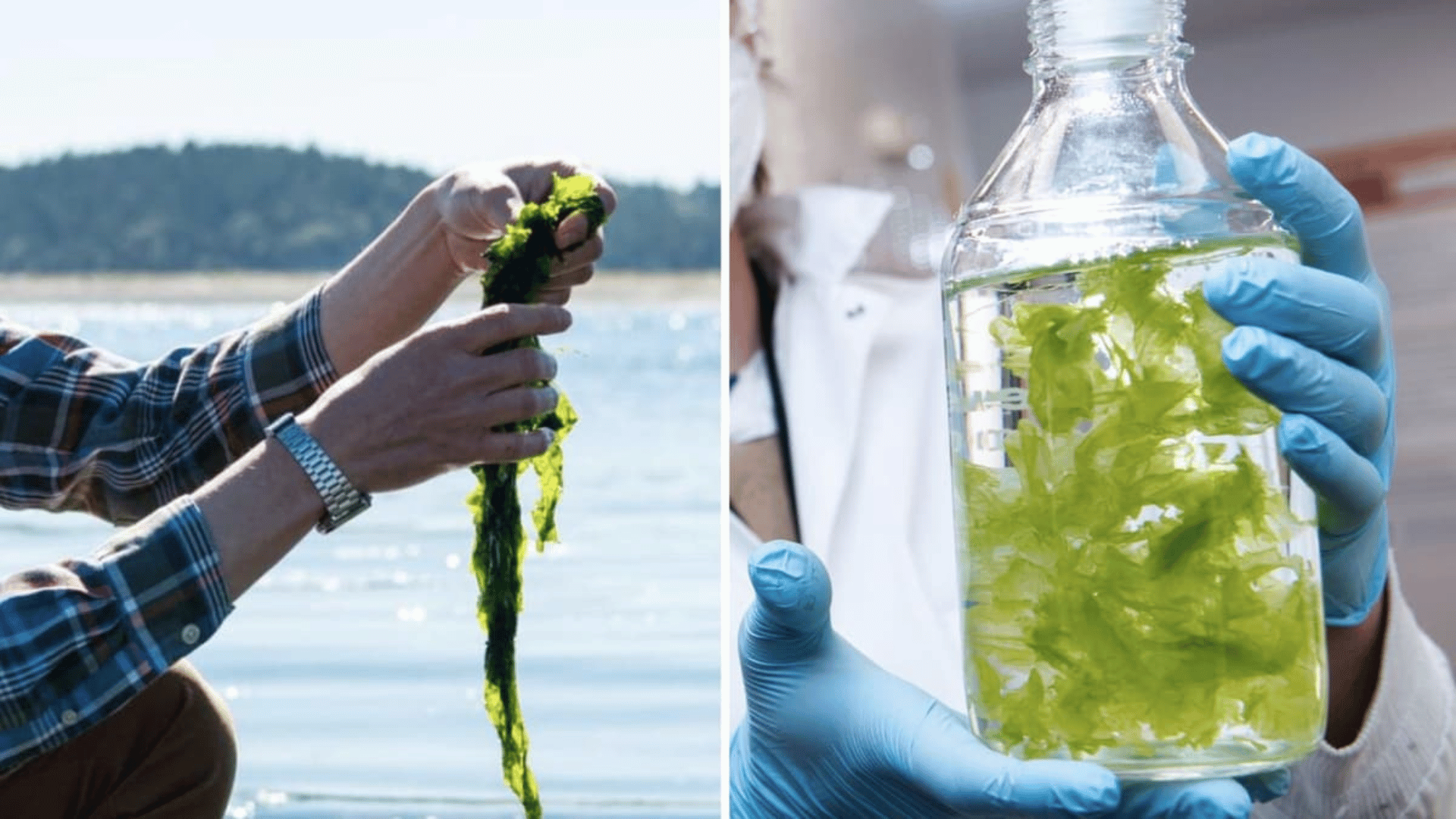 A researcher holds a glass jar (right) full of Ulva seaweed, also know as sea lettuce; Photo: PNNL