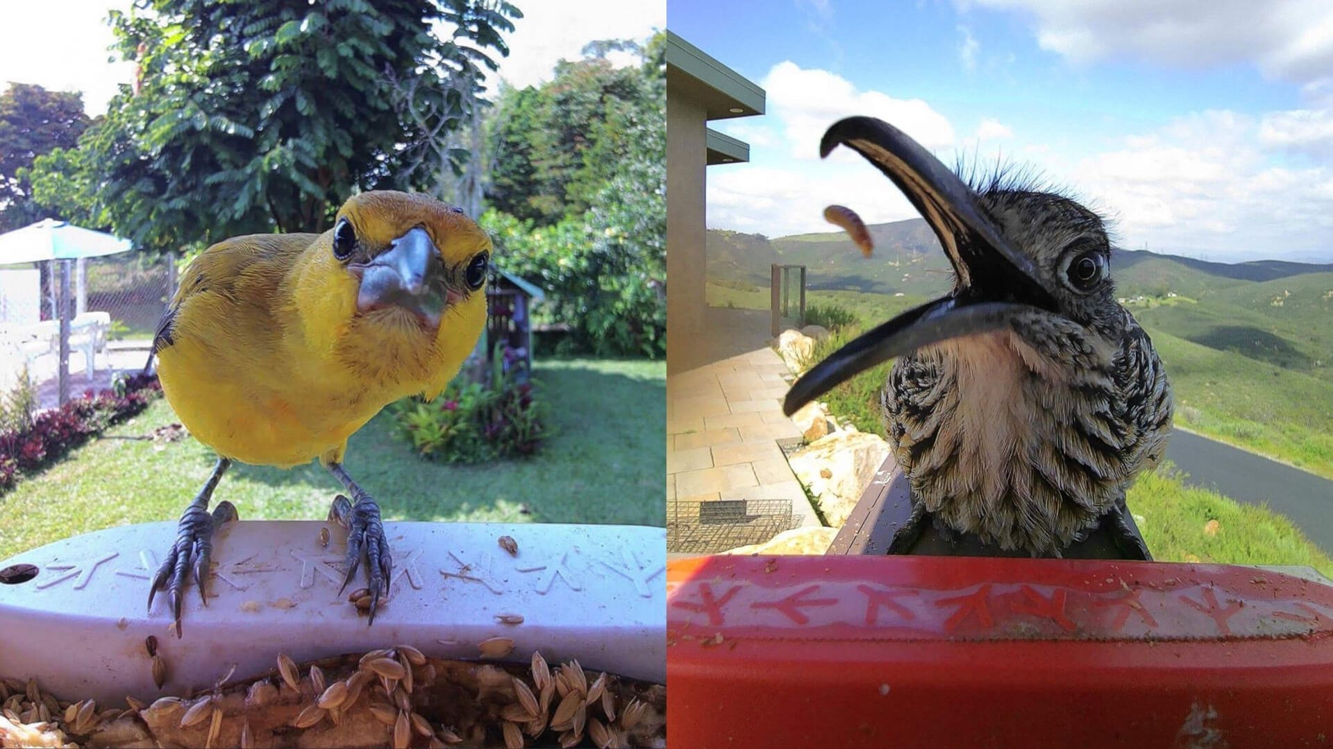 BirdBuddy birds at bird feeder