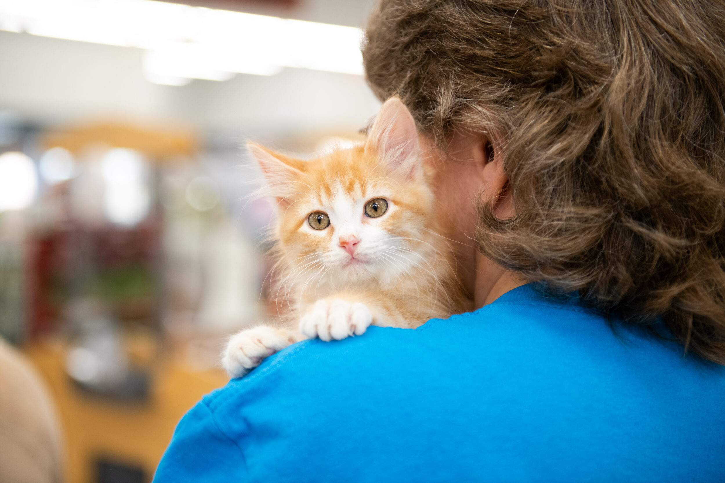 Petco Love Lost
