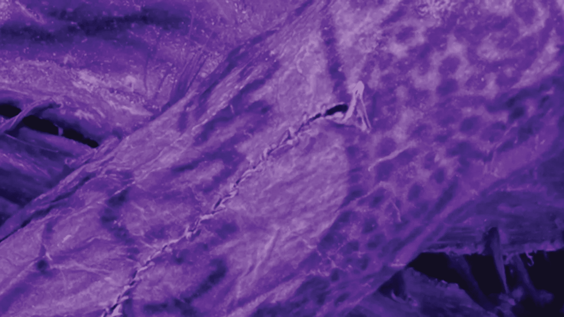 Infrared light brings out an ancient tattoo; Image Credit: G. Caspari & M. Vavulin