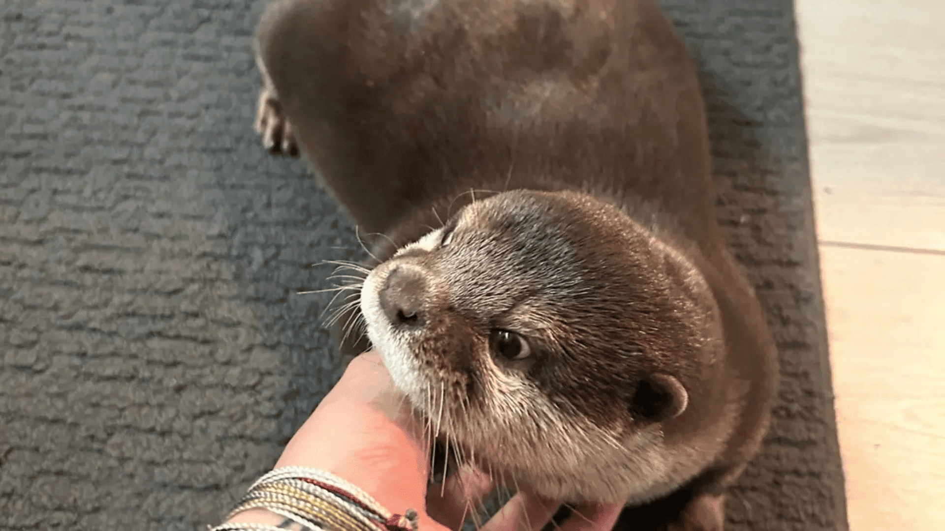 Splash, a trained search and rescue otter. Charlotte County Public Safety:Facebook