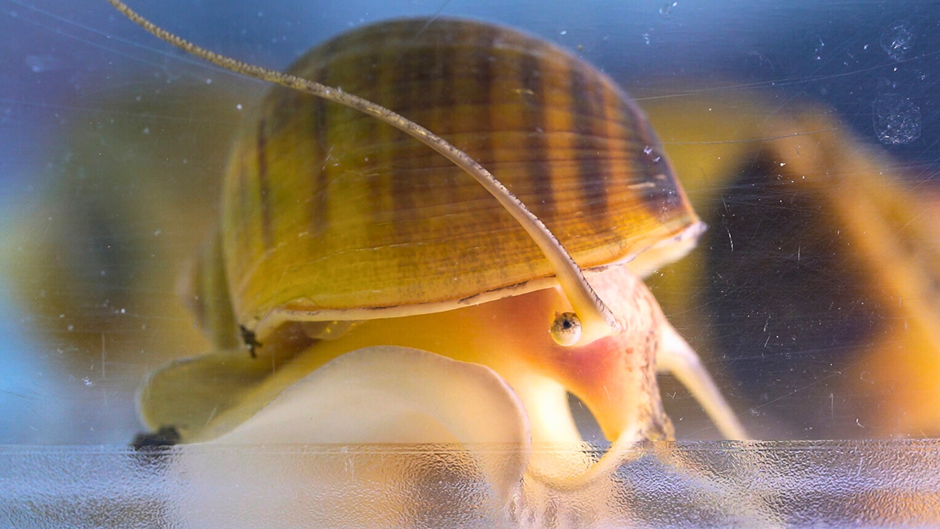 Stowers_Institute_for_Medical_Research_Apple_snail