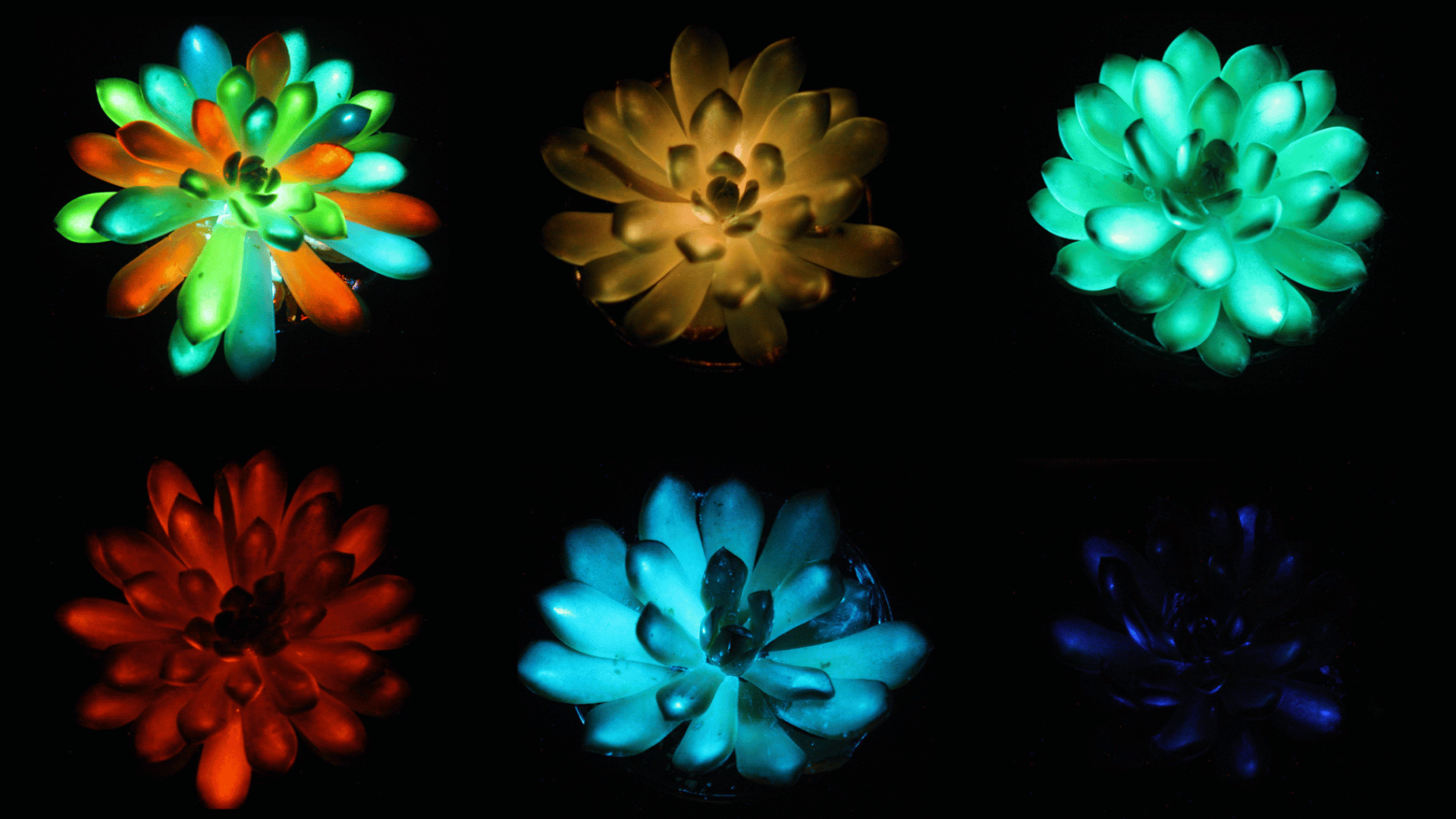 Succulents glow in shades of red, green, blue, and more after being infused with afterglow phosphor particles that absorb and slowly release light. CREDIT: Liu et al., Matter 2025