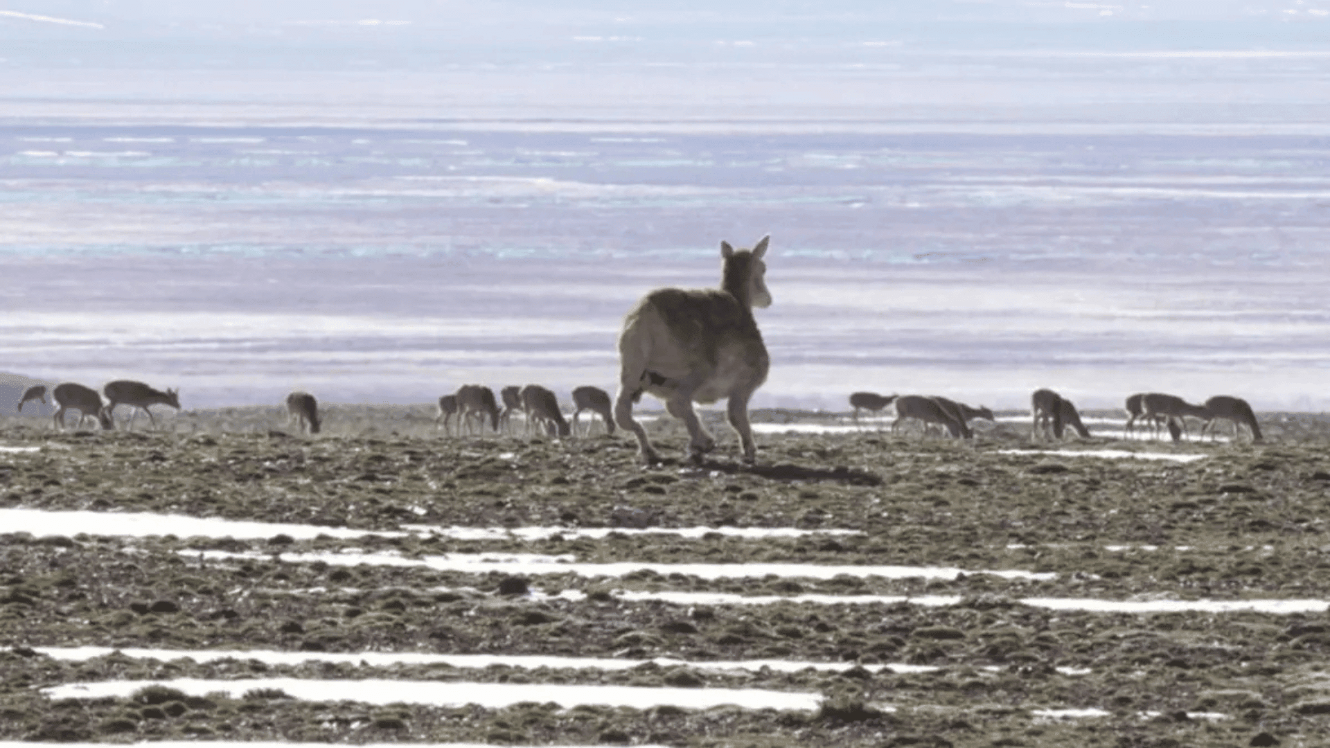 The bionic Tibetan antelope robot. DEEP Robotics