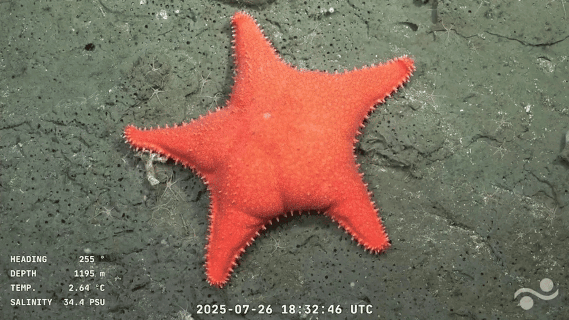 The newfound sea star