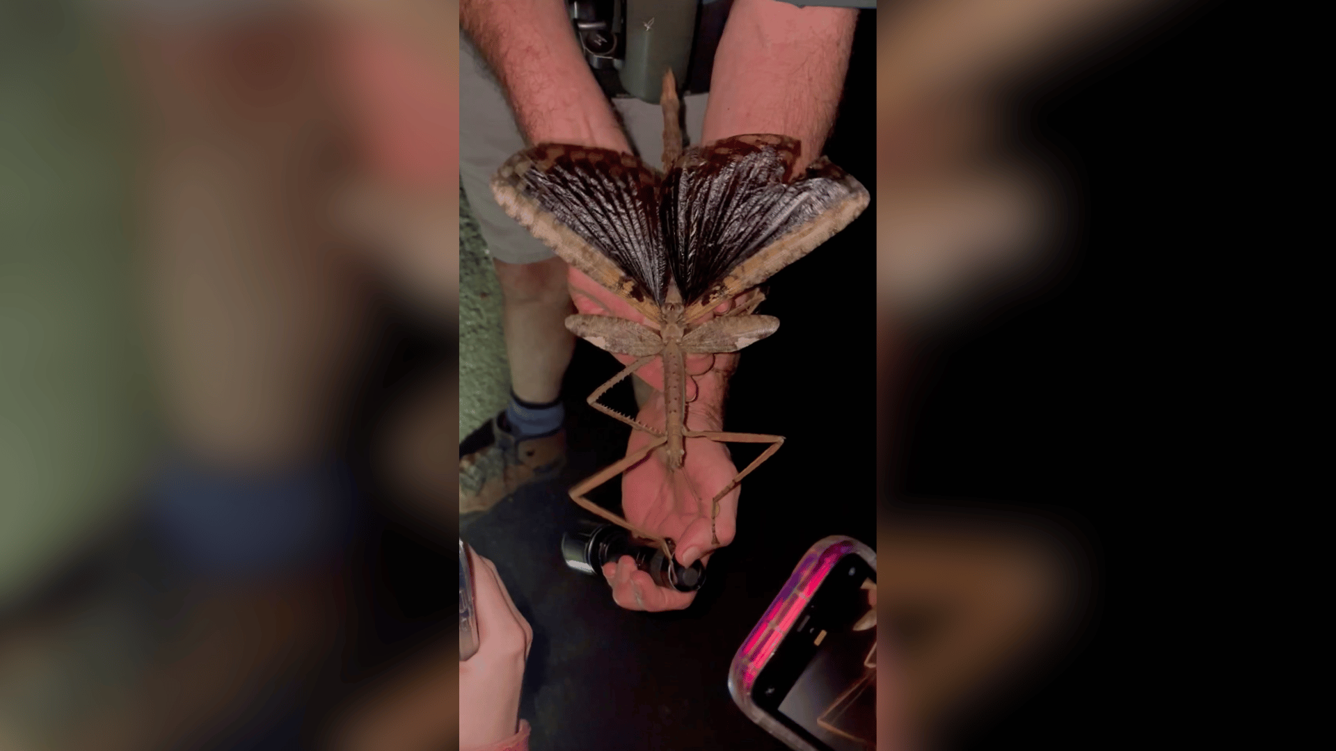 The newly discovered Acrophylla alta species