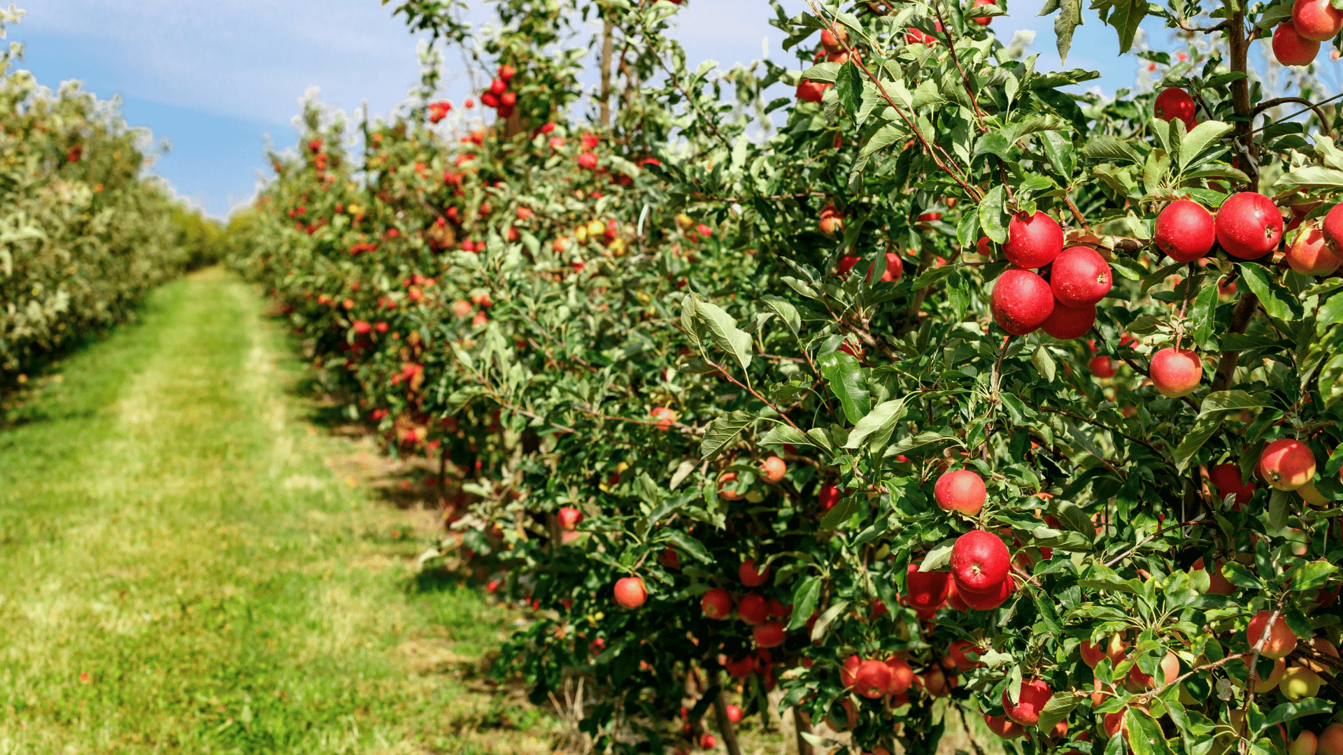 Apple orchard