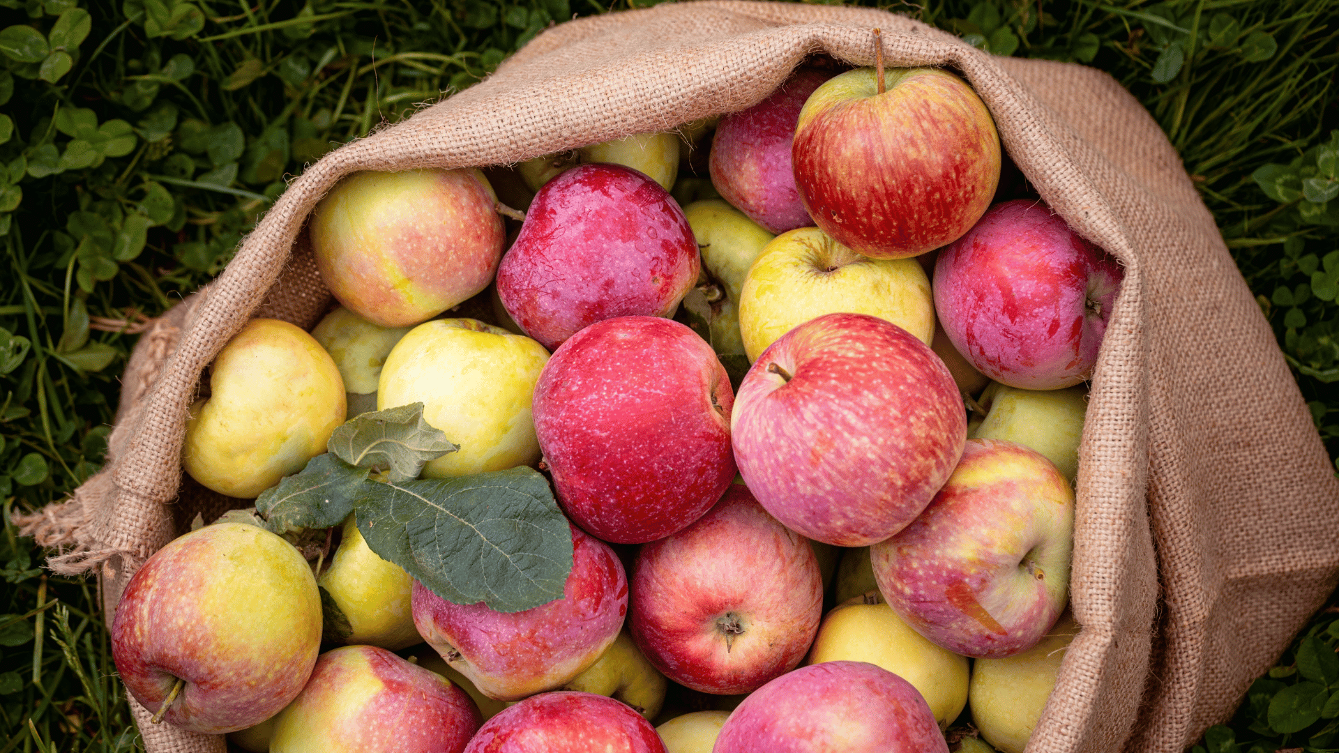 Apples in a bag