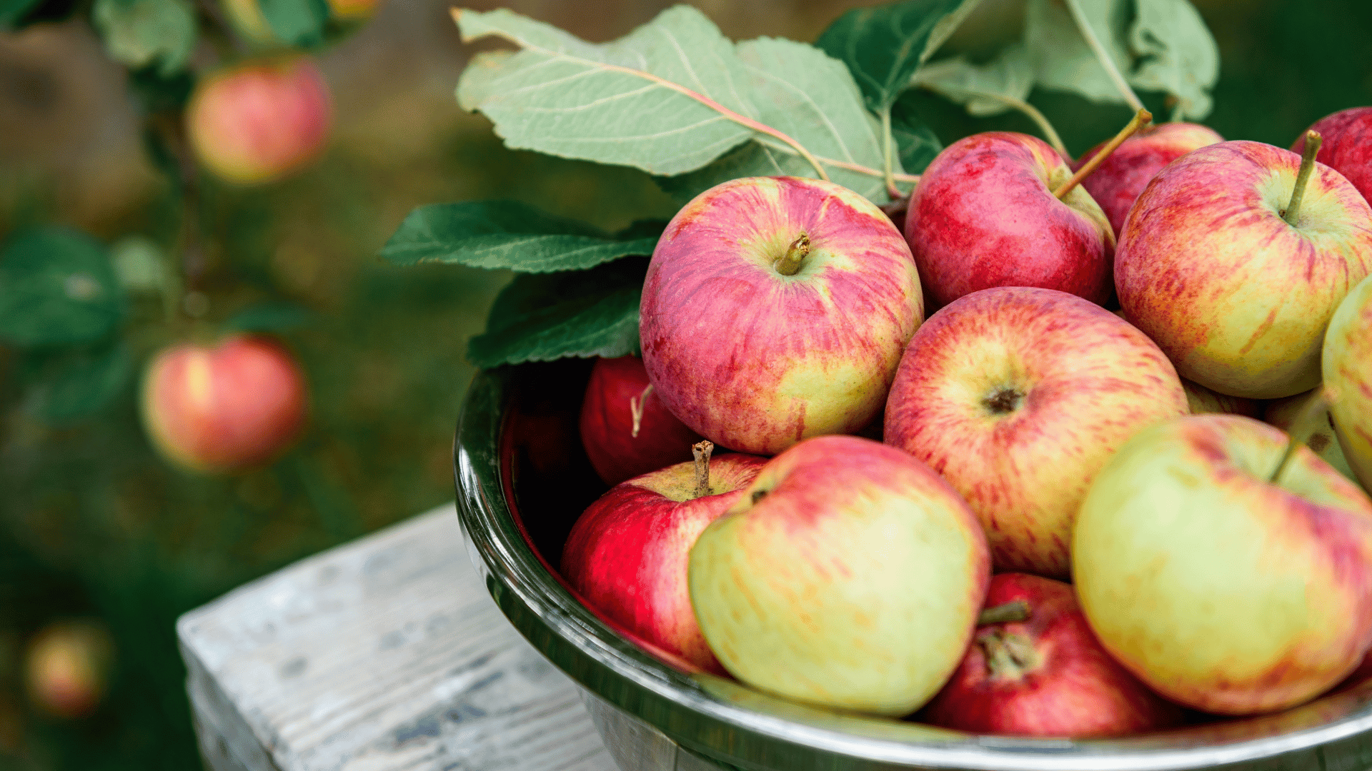 Apples in bowl