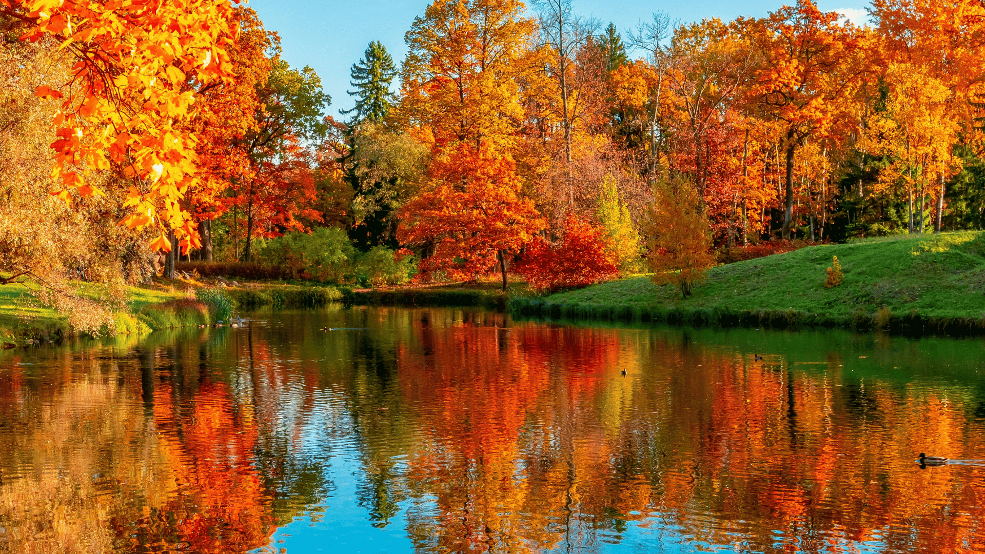 Fall leaves changing
