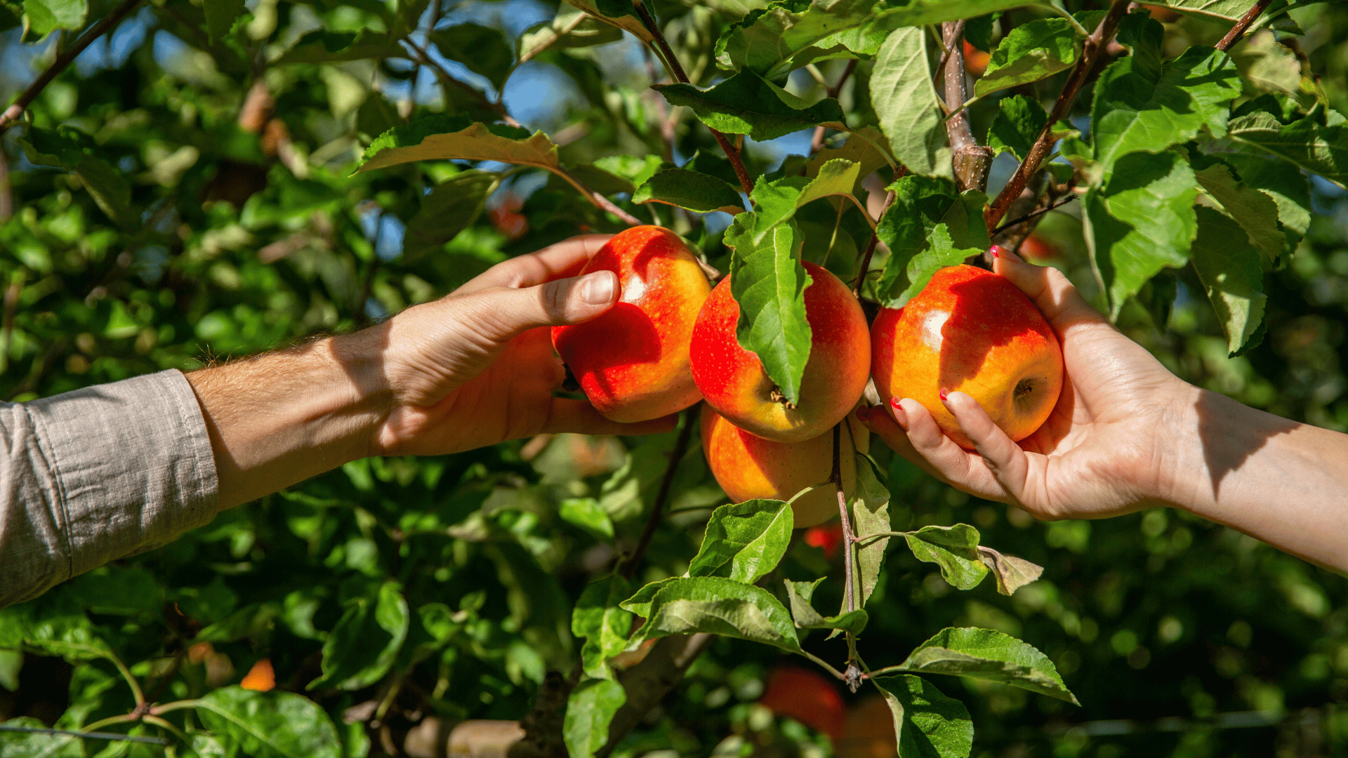 Ripe apples