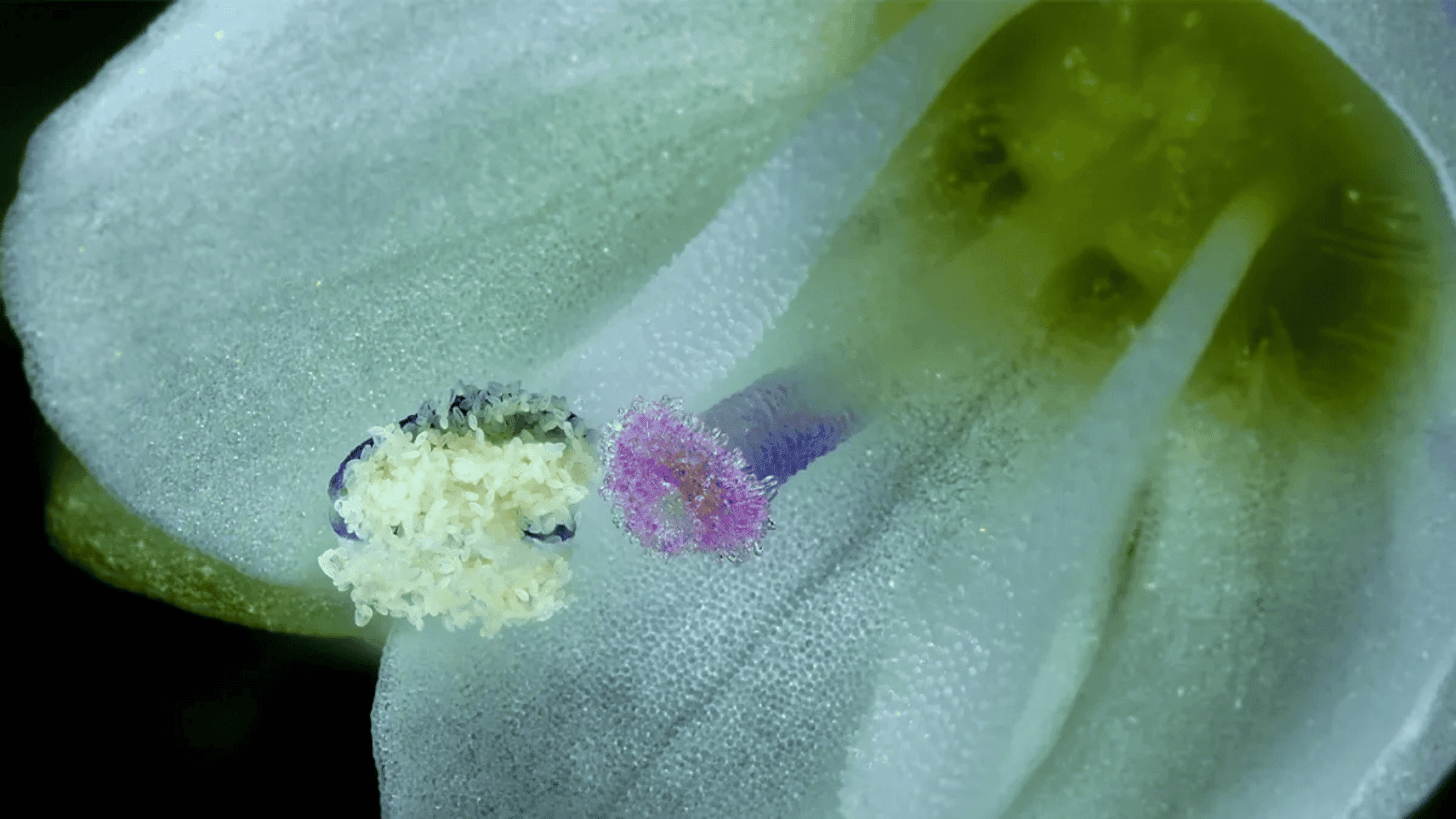 Winning video image; Photo: Jay McClellan; image courtesy of Nikon Small World In Motion