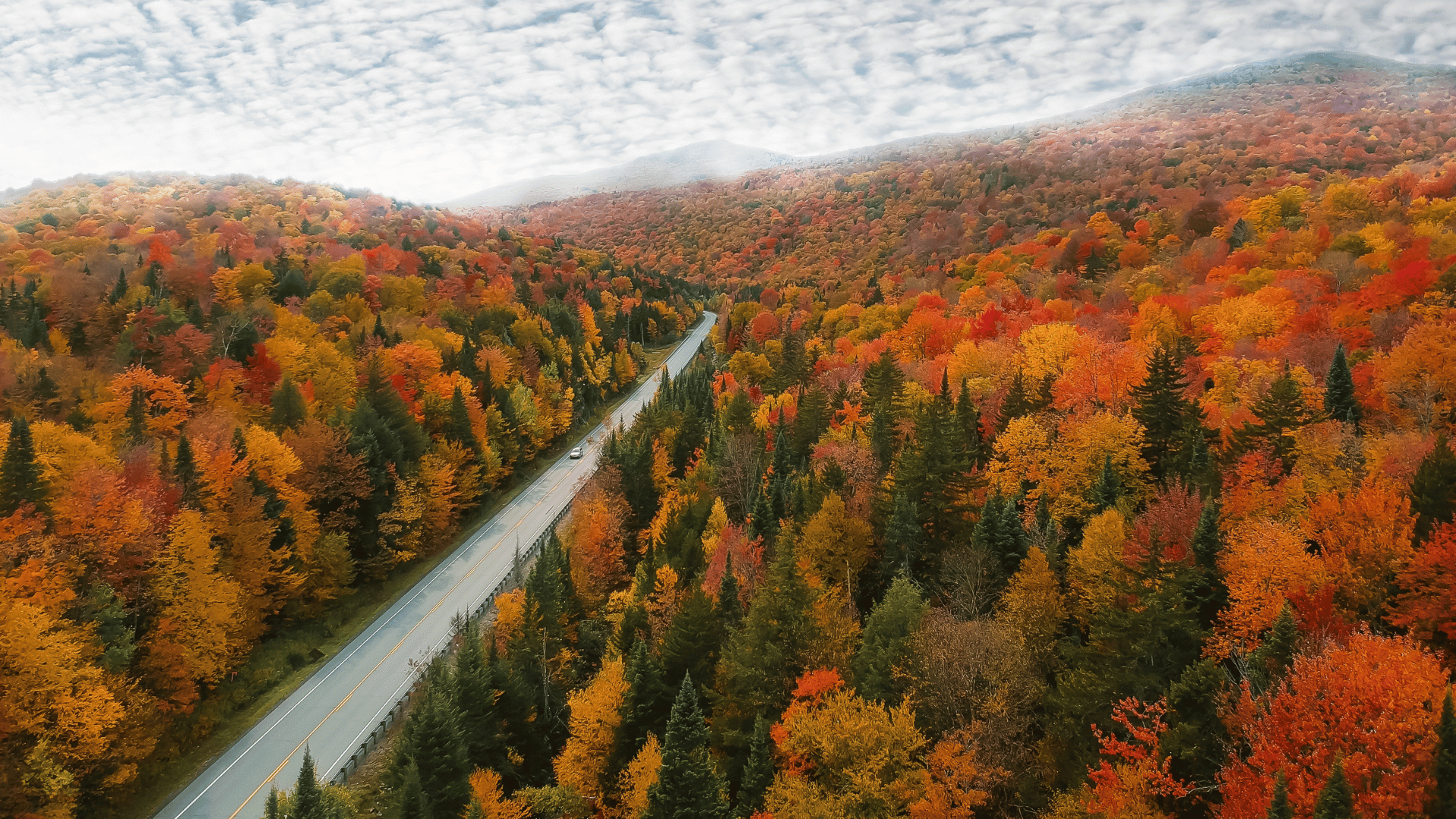 fall foliage fall foliage