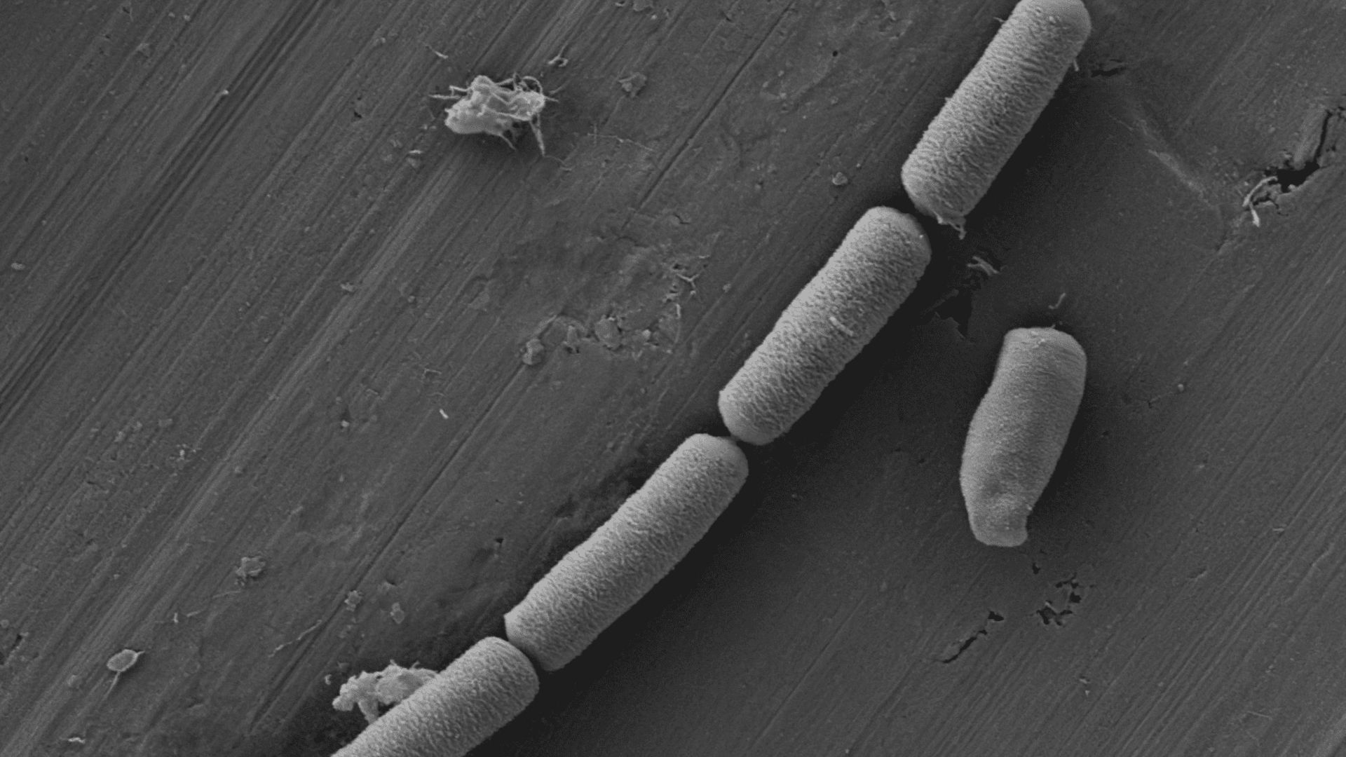 living organism in cement