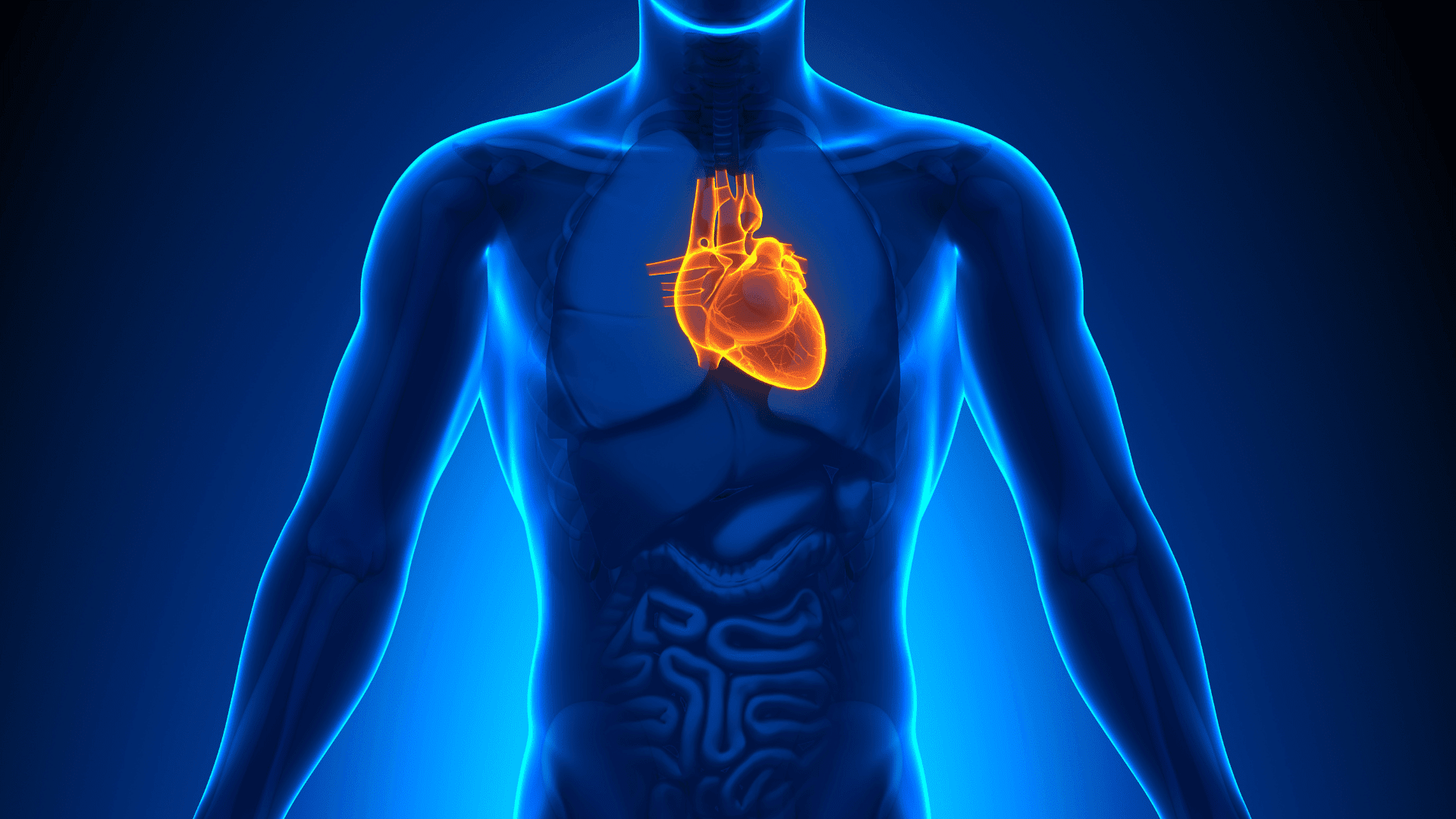 organ imaging