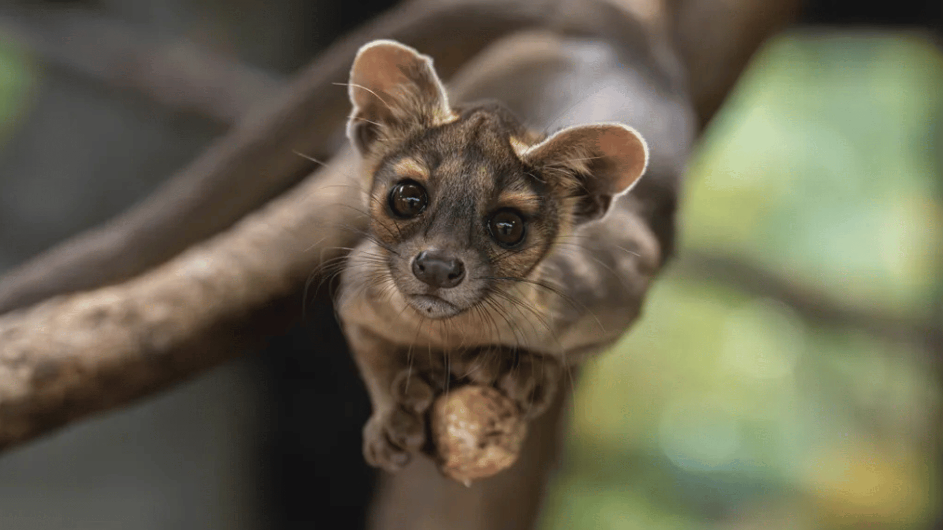 Fossa pup; Photo: Image courtesy of Chester Zoo ©