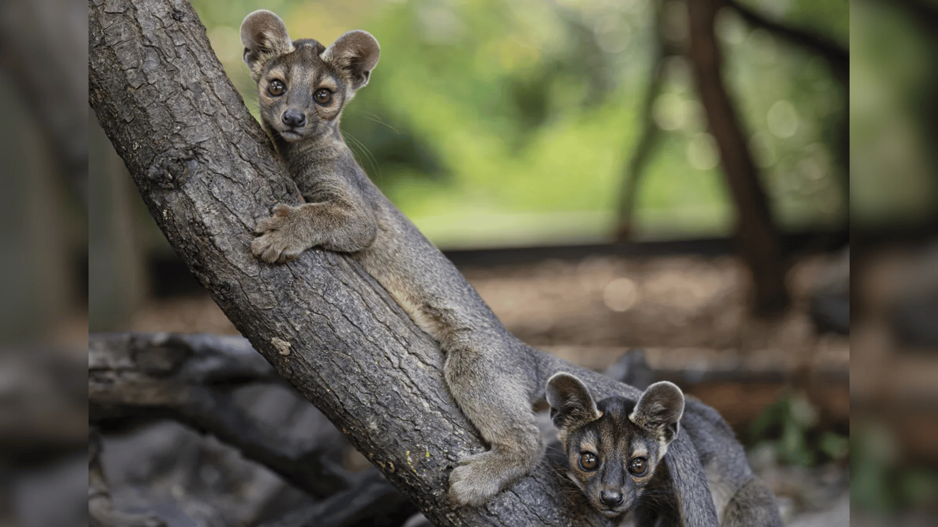 Fossa pups at UK Zoo Fossa pups at UK Zoo