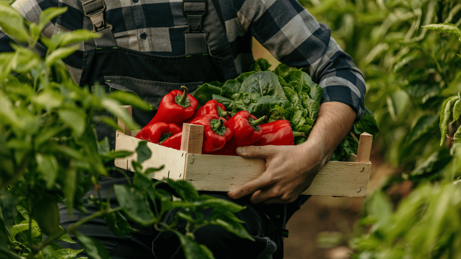 Improved diet gardening Improved diet gardening