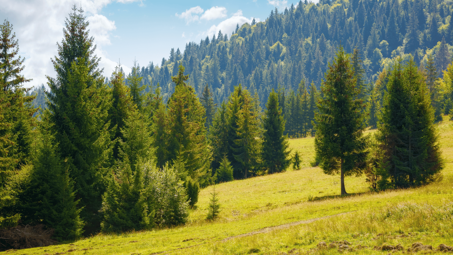 Spruce trees; Photo: Mike Pellinni:Shutterstock