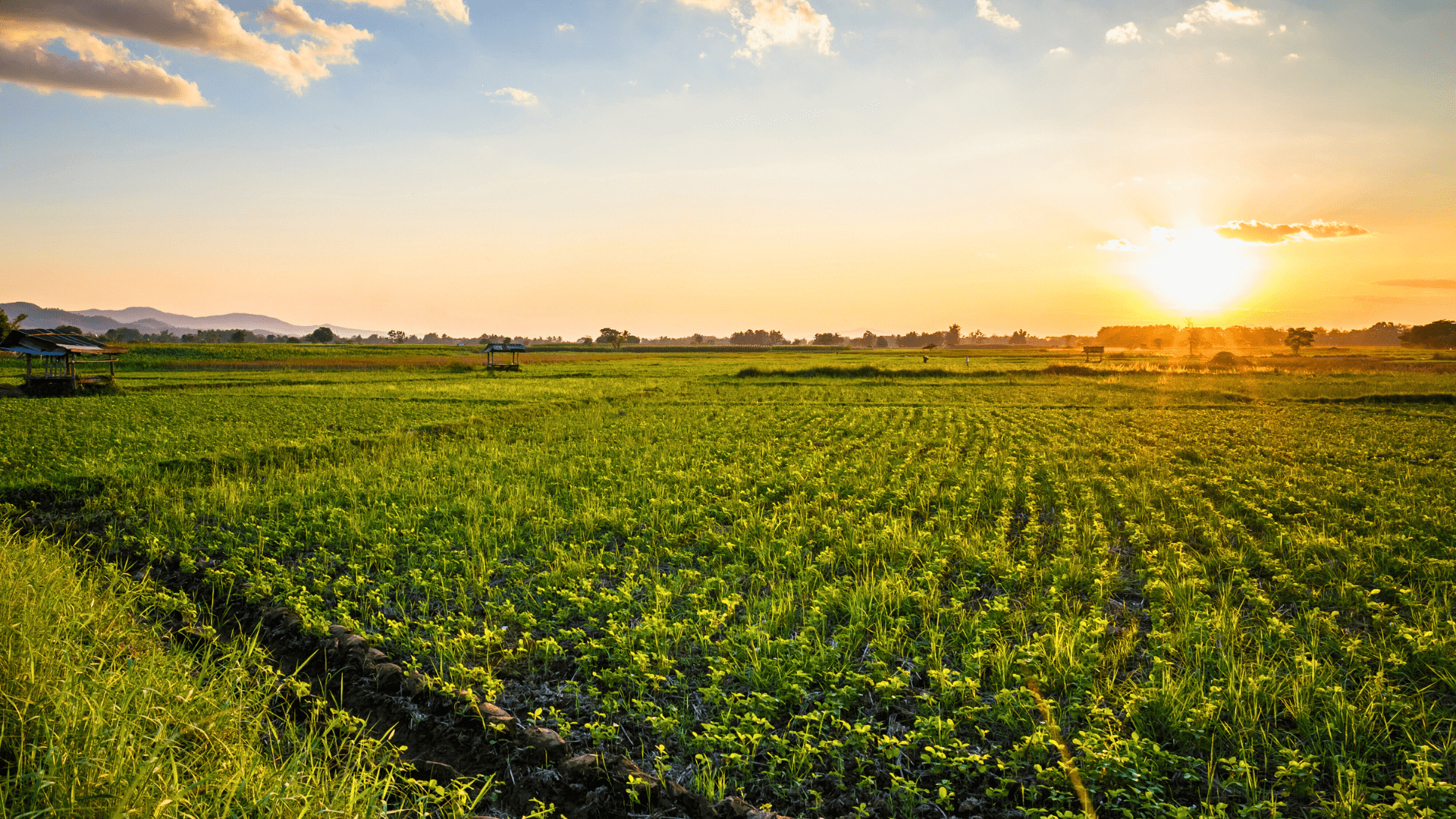 Sustainable Farming for the Future