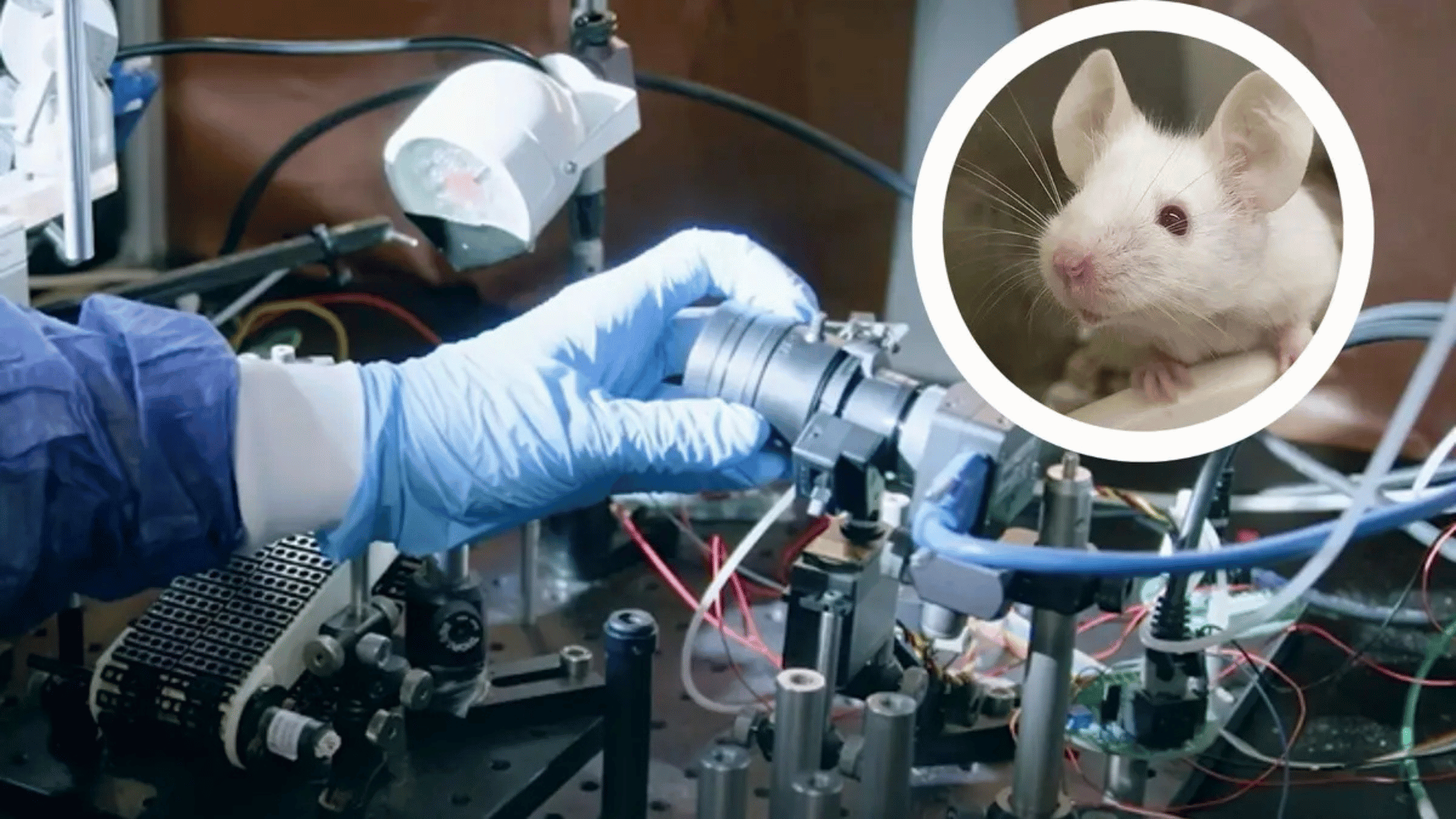Videography system used to facially map mice; Photo: Champalimaud Foundation : Wikimedia Commons