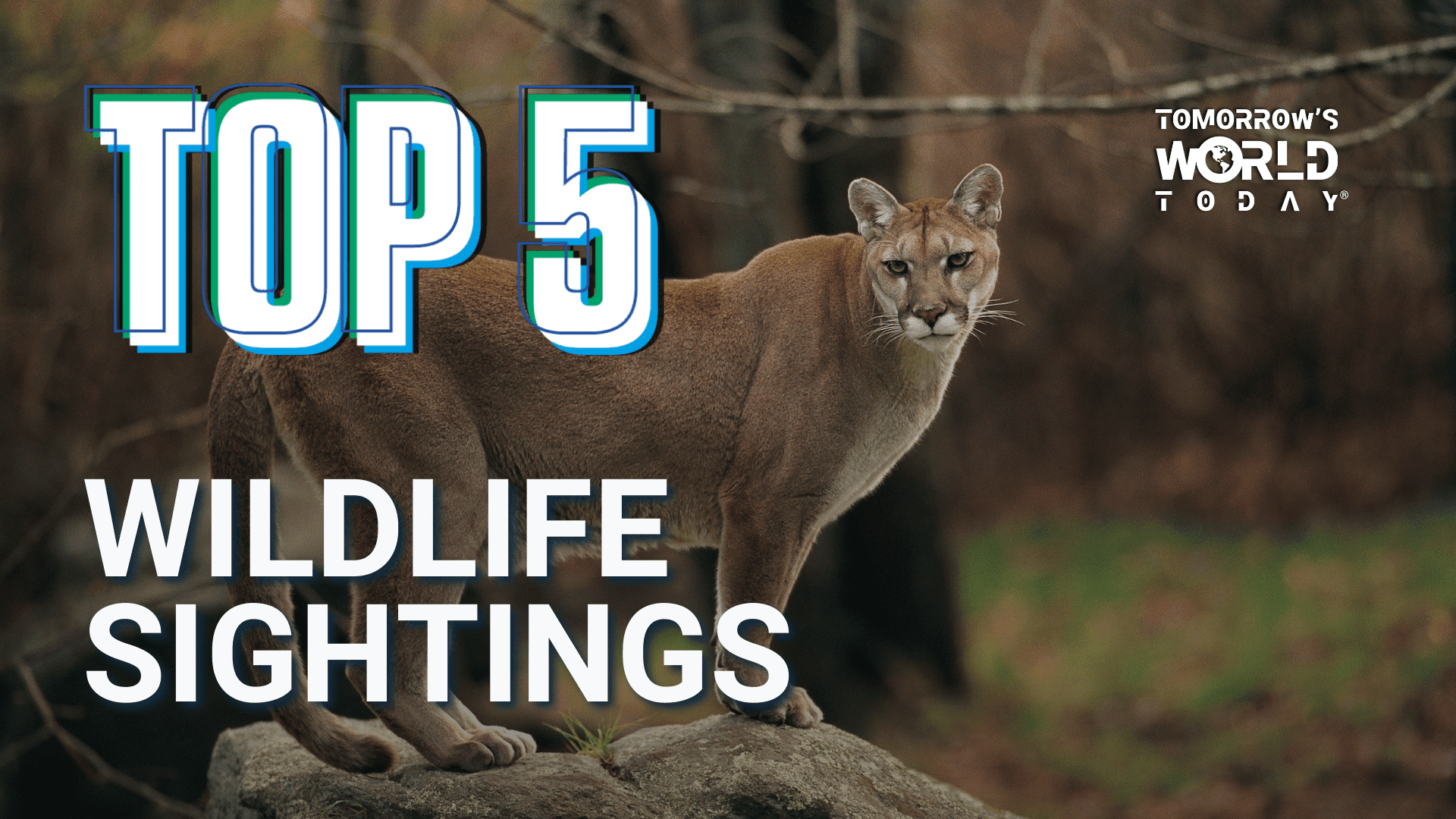 Top 5 Wildlife Sightings