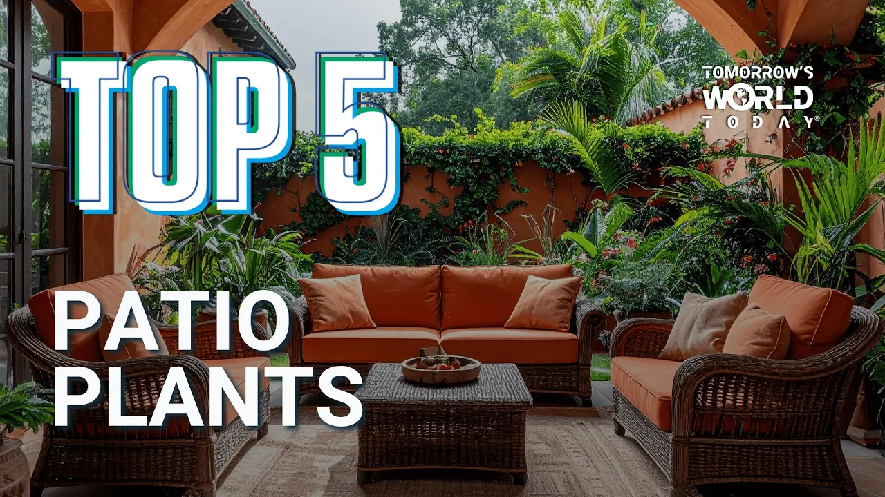 Top 5 Patio Plants