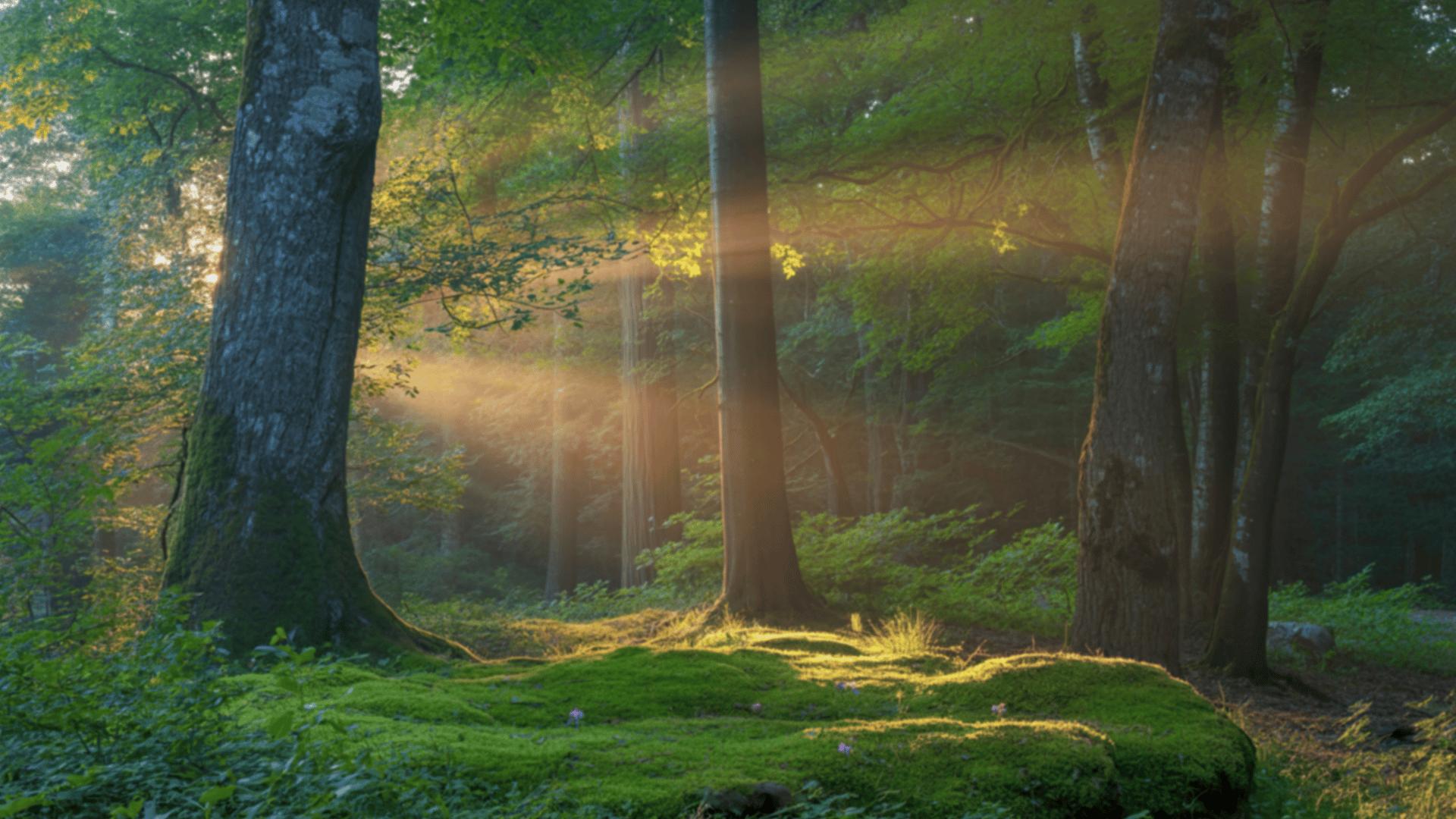 Forest bathing Forest bathing