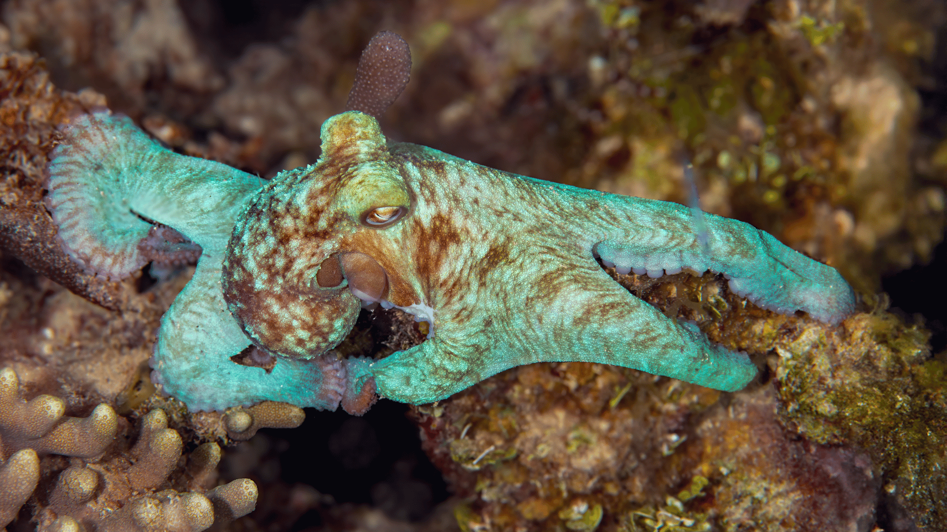 Octopus camouflage; Photo: Burdos:Shutterstock