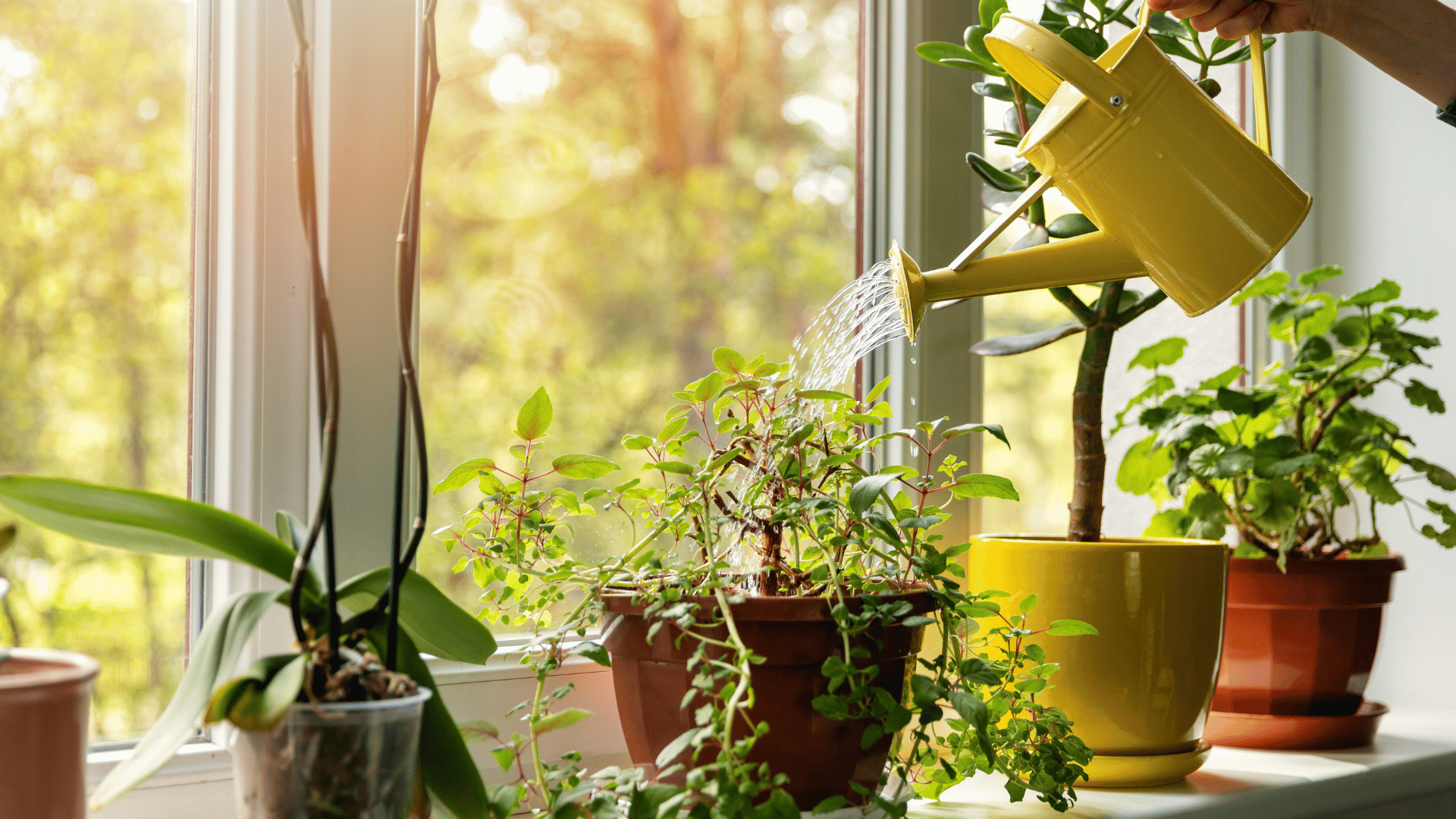Person watering plants